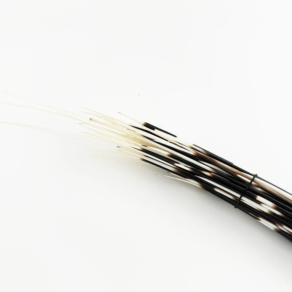 Outpost Original Porcupine Quills—long, thin quills with black and white stripes—bundled with a black band. Perfect natural materials for crafts or jewelry, shown against a white background.