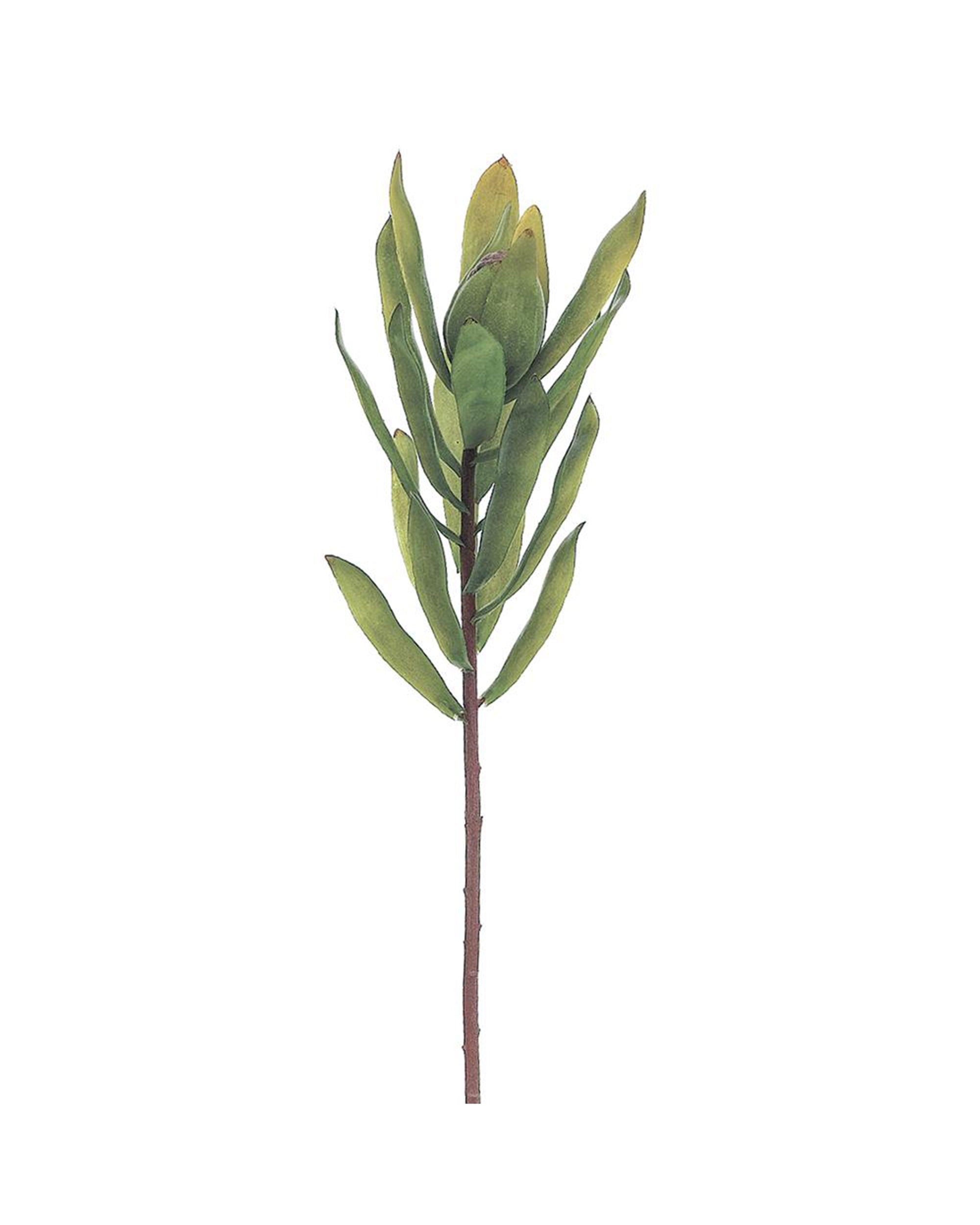 The AllState Floral And Craft Protea Spray is 22 inches long with elongated green leaves on a brown stem, ideal for adding height and texture to arrangements. Shown isolated on a white background.