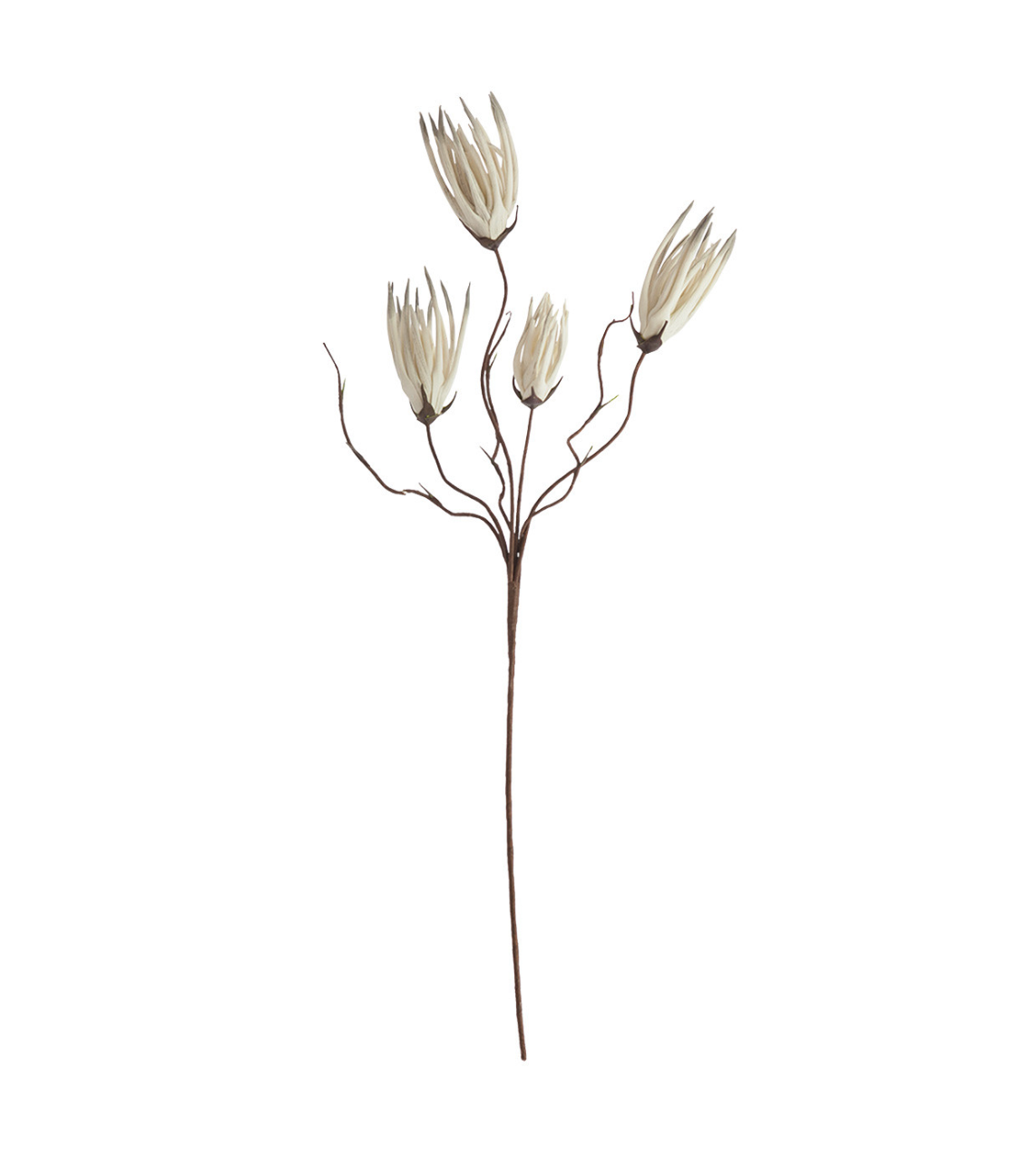 Illustration of a simple Spiky Botanical Stems with four delicate, elongated white flowers against a plain background, showcasing an elegant botanical design typical of Scottsdale, Arizona by Kalalou, Inc.