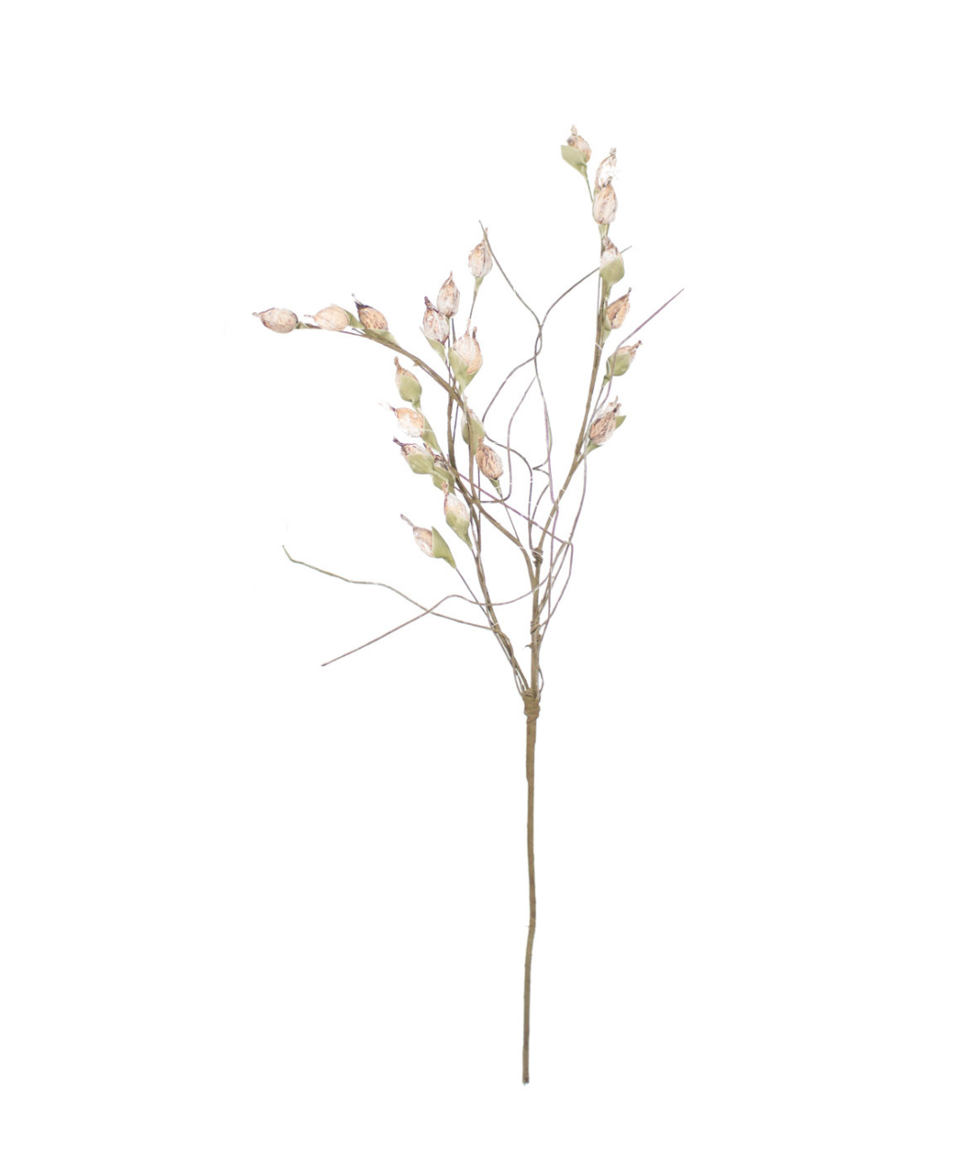 A single delicate Seedling botanical sprig from Kalalou, Inc in Scottsdale, Arizona, with small, pale pink buds and thin, wiry branches, isolated on a white background.