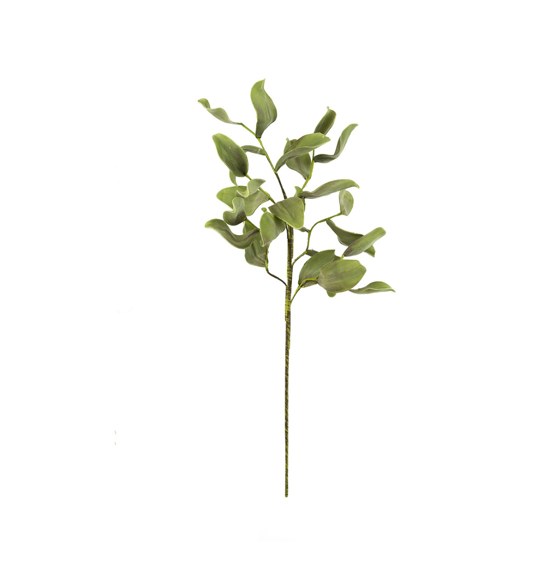 A single Botanica #2425 eucalyptus branch with green leaves isolated on a white background, reminiscent of the flora in Scottsdale, Arizona from Kalalou, Inc.