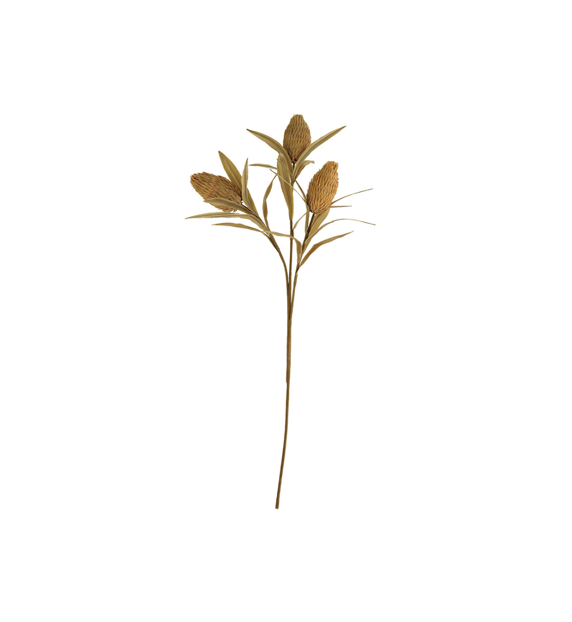 A single Cone Botanical Stem with elongated brown seed pods and narrow leaves, isolated on a white background, reminiscent of the natural beauty of Scottsdale, Arizona. (Kalalou, Inc)