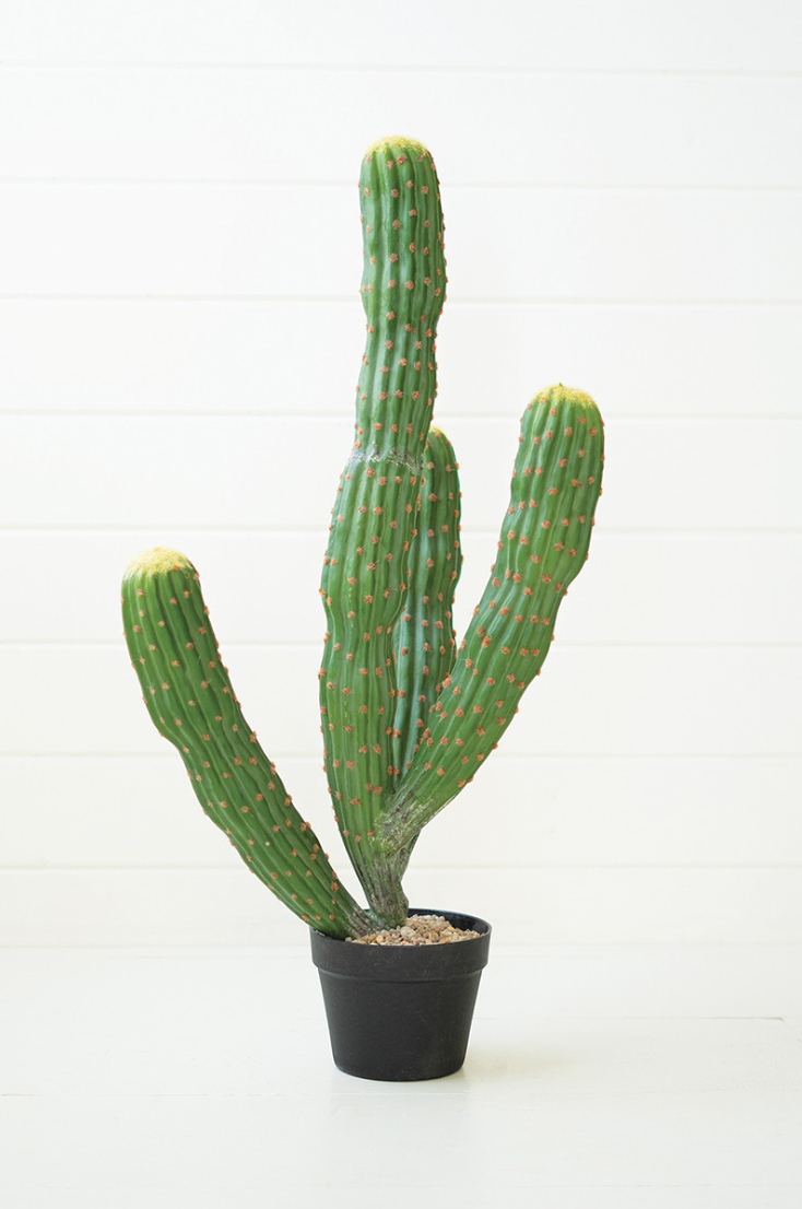 A tall, green Multi Trunk Cactus with multiple arms and small red thorns, planted in a black pot against a white wooden background in a Scottsdale Arizona bungalow. (Brand: Kalalou, Inc)