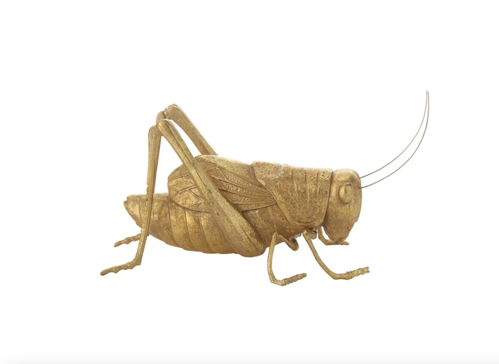 A realistic, gold-colored cricket figurine is depicted against a plain white background. The Gold Resin Cricket from Creative Co-op features detailed textures on its body, legs, antennae, and wings, capturing the intricate anatomy of a cricket. Perfect for enhancing your home decor with a touch of elegance and fortune.