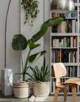 A modern living space featuring a tall bookshelf filled with books, a hanging plant, and two potted plants in woven baskets. A stylish wooden chair and a sleek metal floor lamp with a dome-shaped shade add to the contemporary decor. Practical handles on the Lorena Canals Basket Twin complete the look.