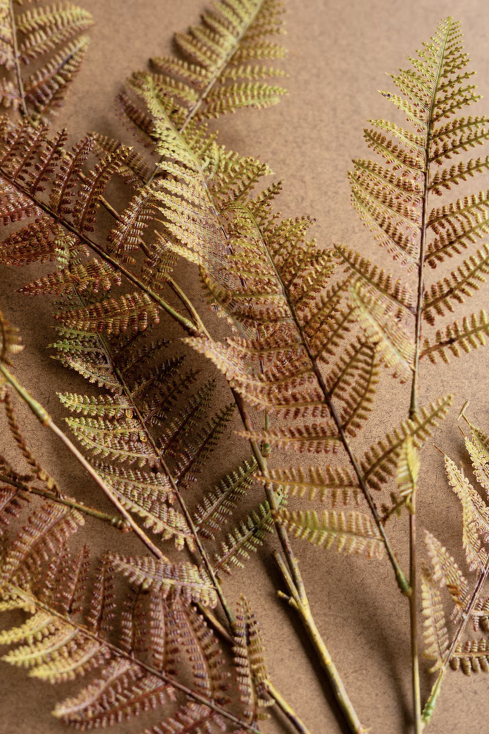 Autumn Fern with dry, golden leaves and stems by Kalalou on a plain brown surface, perfect for autumn decor.