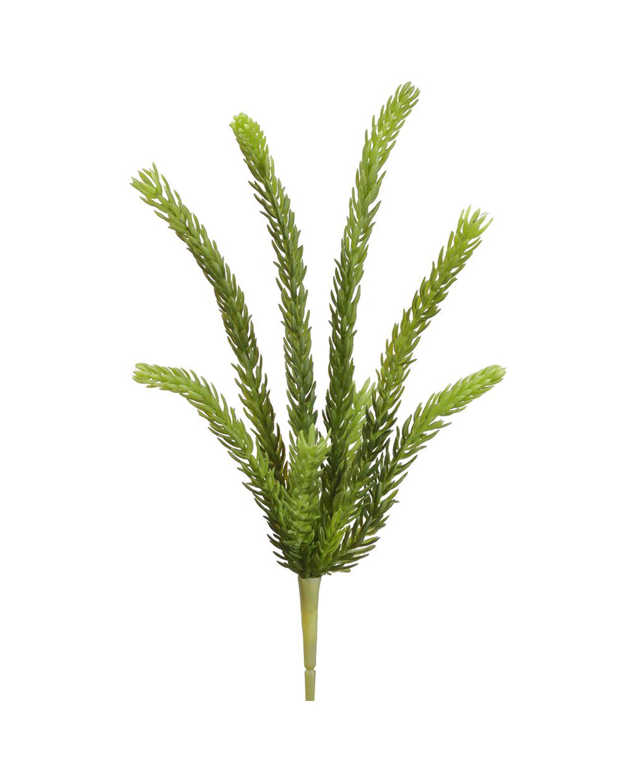 The AllState Floral And Craft 15" Senecio Pick features several green, spiky stems resembling pine branches, perfect for brightening any space with a touch of greenery.