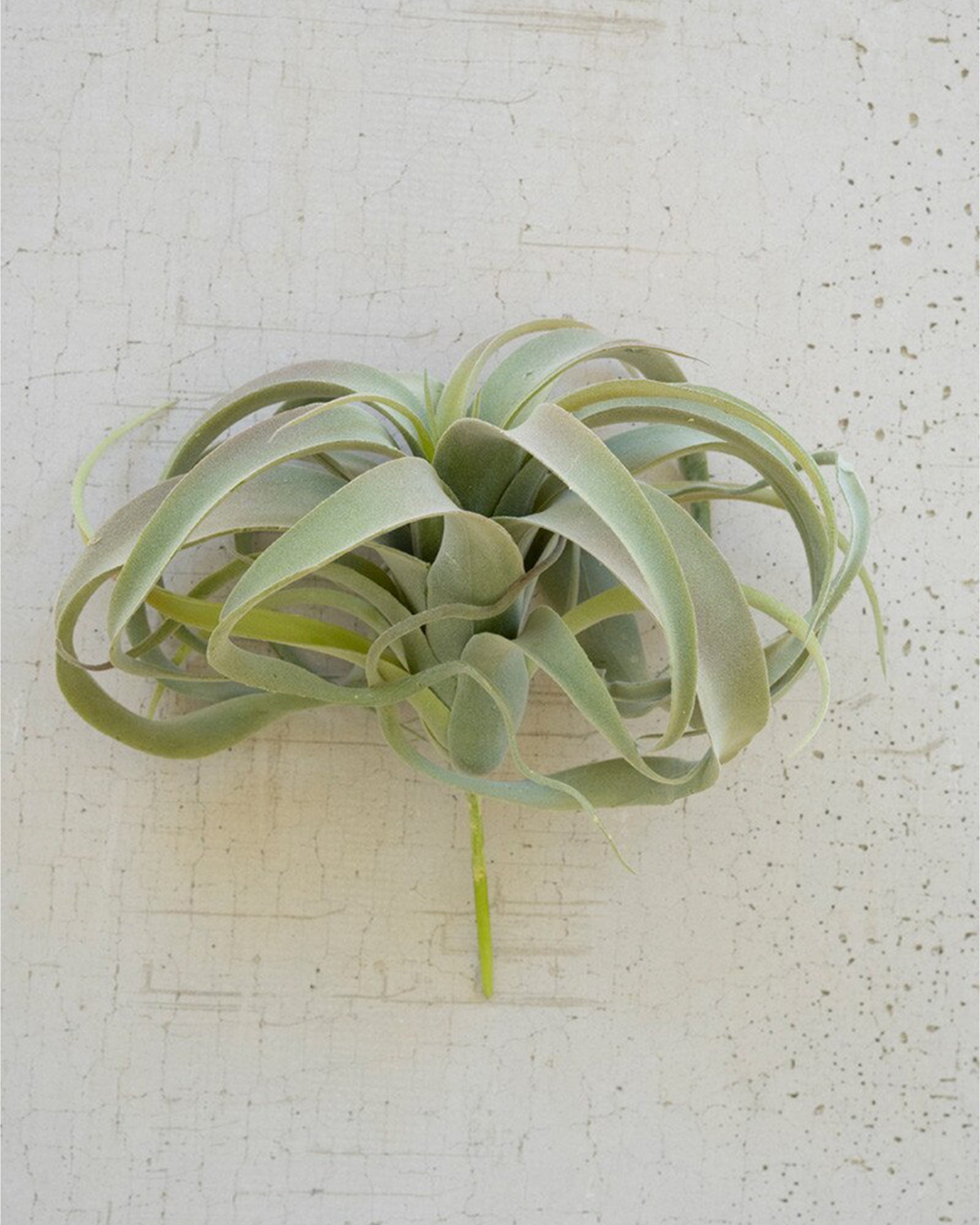 The XL Tillandsia Plant by Kalalou, Inc features long, curved, ribbon-like green leaves and looks striking against a textured light wall—ideal for creating a unique succulent display.