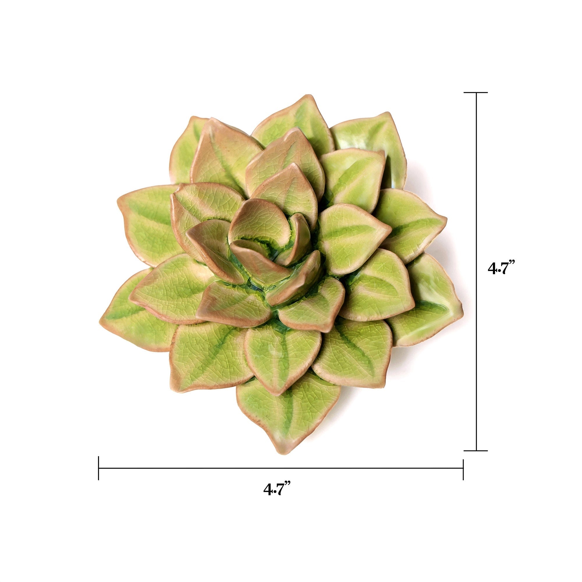 Top view of the Green Fairy Echeveria by Chive Ceramics (thru Faire), a green succulent with pointed leaves, approx. 4–7 inches; dimension lines shown—ideal for pairing with handcrafted boxes or personalized floral gifts.