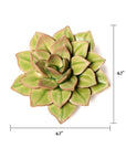 Top view of the Green Fairy Echeveria by Chive Ceramics (thru Faire), a green succulent with pointed leaves, approx. 4–7 inches; dimension lines shown—ideal for pairing with handcrafted boxes or personalized floral gifts.