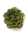 A top-down view of the Accents Peony by Chive Ceramics (thru Faire), a green ceramic succulent with layered, rounded leaves edged in brown, resembling wall flowers, set against a white background for striking wall art decor.