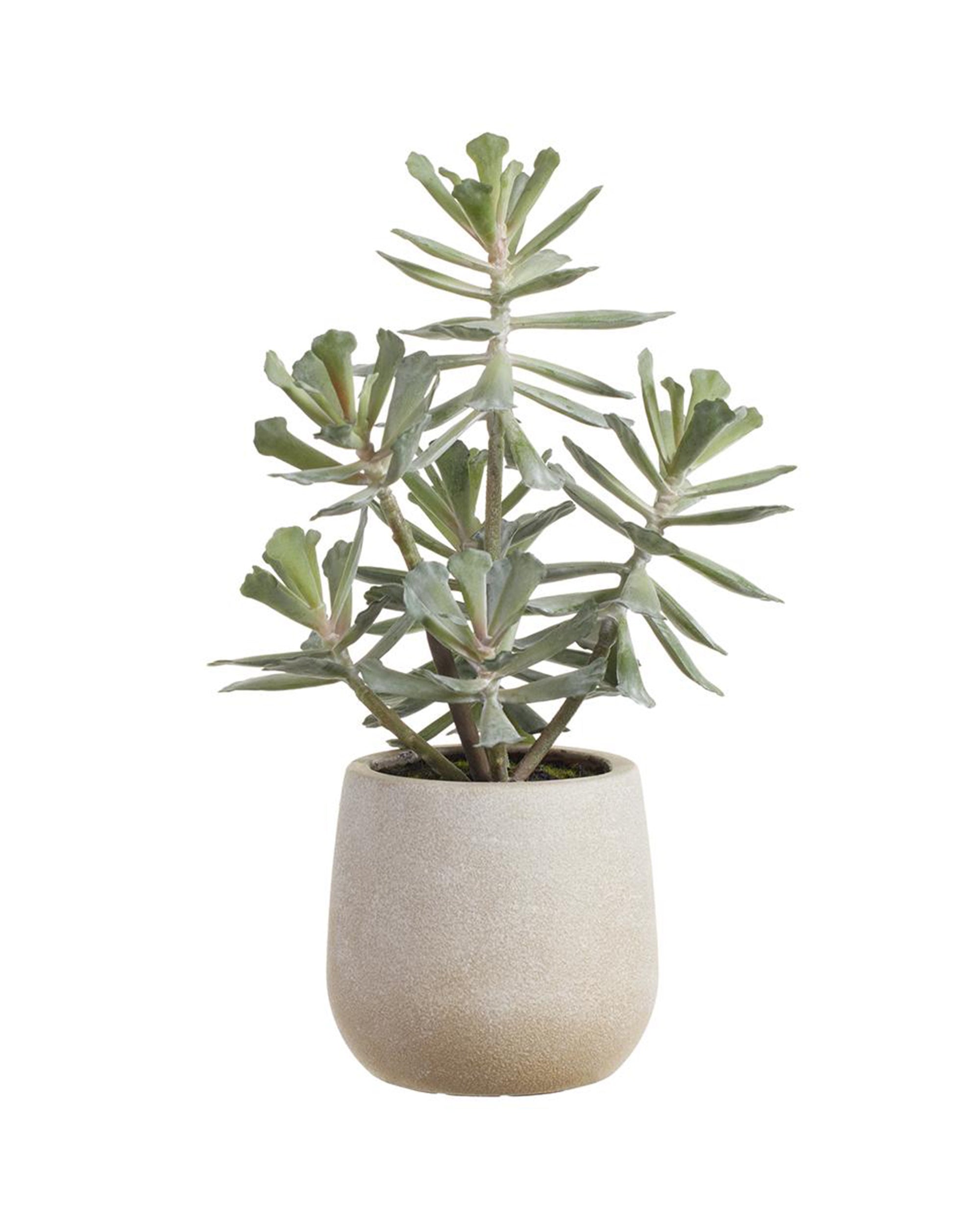 The AllState Floral And Craft AEONIUM is a green succulent with thick, pointed leaves in a beige plastic pot (12"), shown isolated on a white background.
