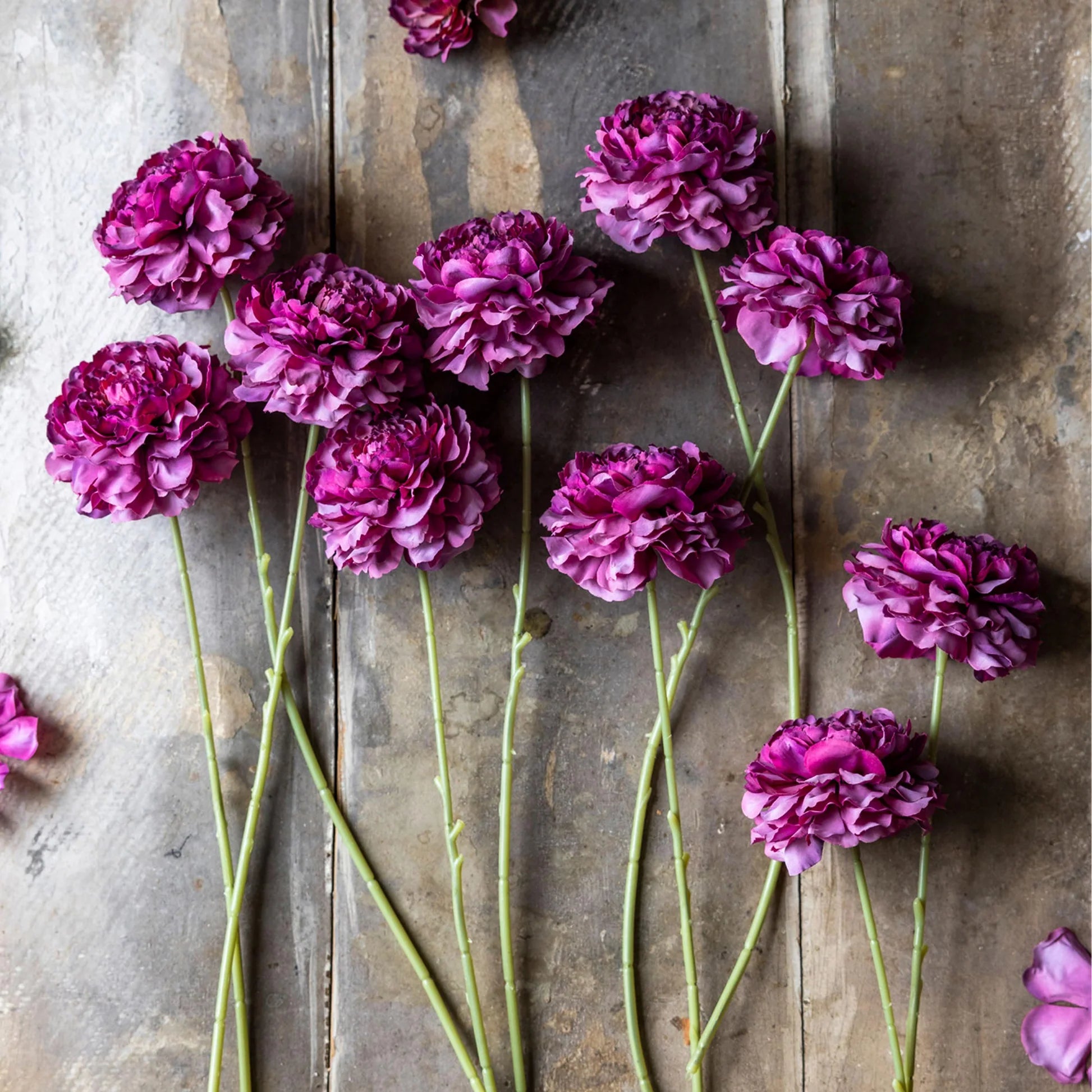 The Abigail Ahern Purple Carnation features vibrant purple blooms with long green stems, arranged on a rustic wooden surface to create a striking floral display that contrasts beautifully with the weathered wood.
