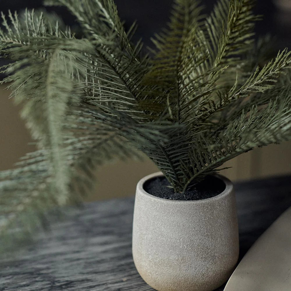 A small potted Deer Fern by Abigail Ahern, with lush green fern-like leaves, sits in a beige pot on a wooden surface. The softly blurred background highlights its detail, making it an ideal low-maintenance addition to enhance your space.