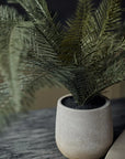 A small potted Deer Fern by Abigail Ahern, with lush green fern-like leaves, sits in a beige pot on a wooden surface. The softly blurred background highlights its detail, making it an ideal low-maintenance addition to enhance your space.