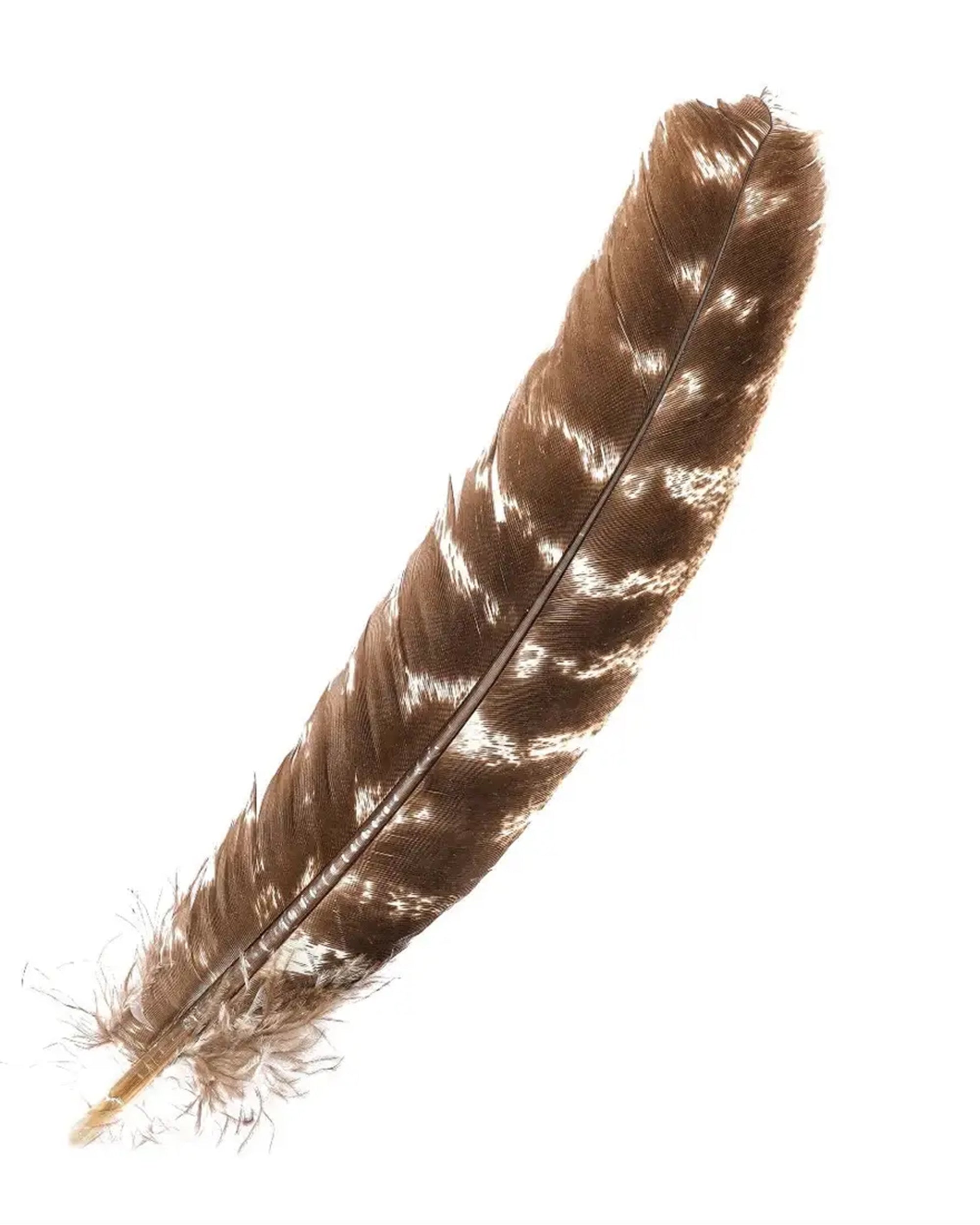 A single Faire Barred Turkey Feather /Natural with zebra-like markings and a slightly frayed tip, resembling authentic barred turkey quills, isolated on a white background.