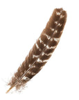 A single Faire Barred Turkey Feather /Natural with zebra-like markings and a slightly frayed tip, resembling authentic barred turkey quills, isolated on a white background.