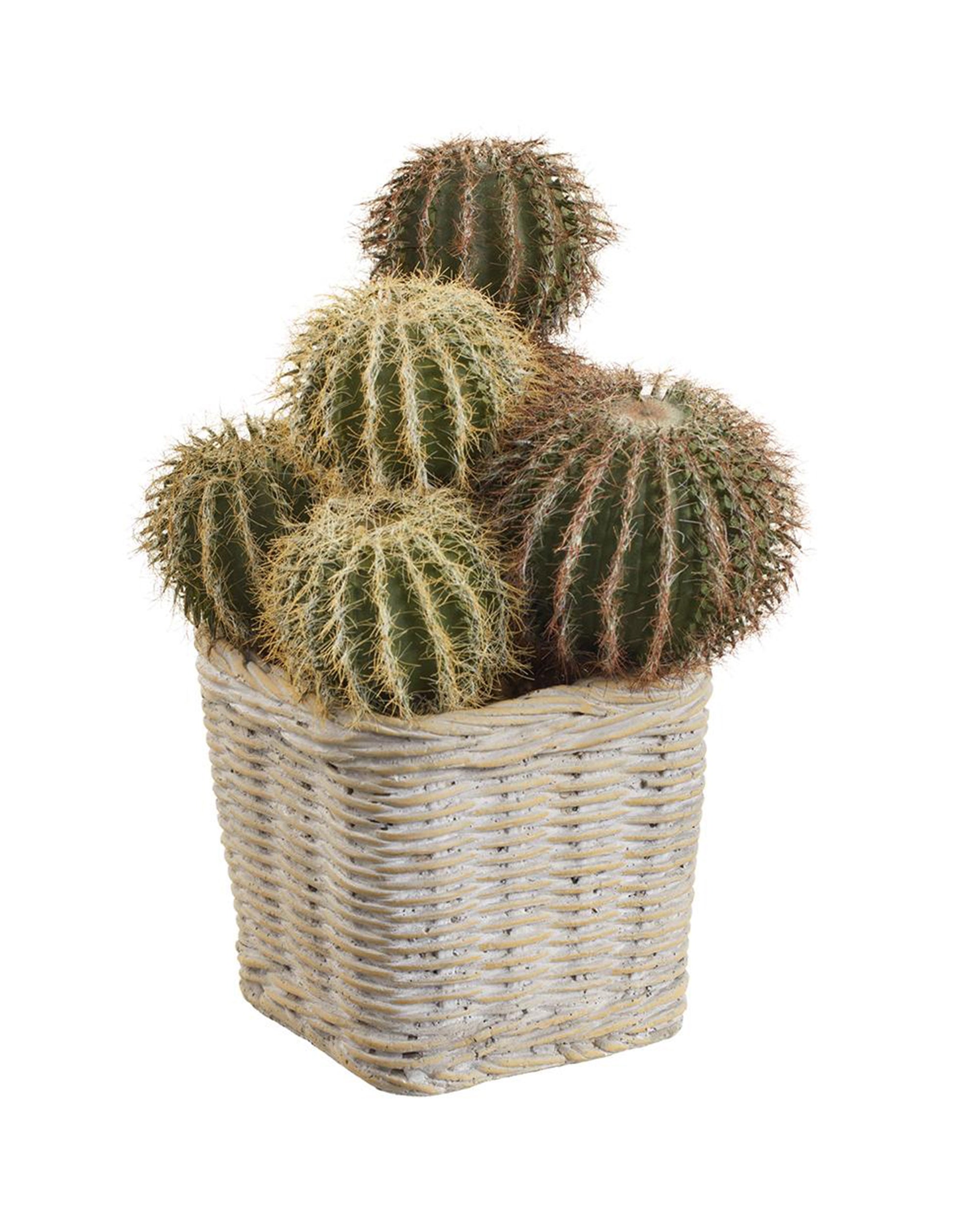 A light-colored rectangular basket from AllState Floral And Craft holds several BARREL CACTUS 8.5" with green surfaces and yellowish spines, creating a striking contrast to the textured cacti and differing from traditional cement pots.