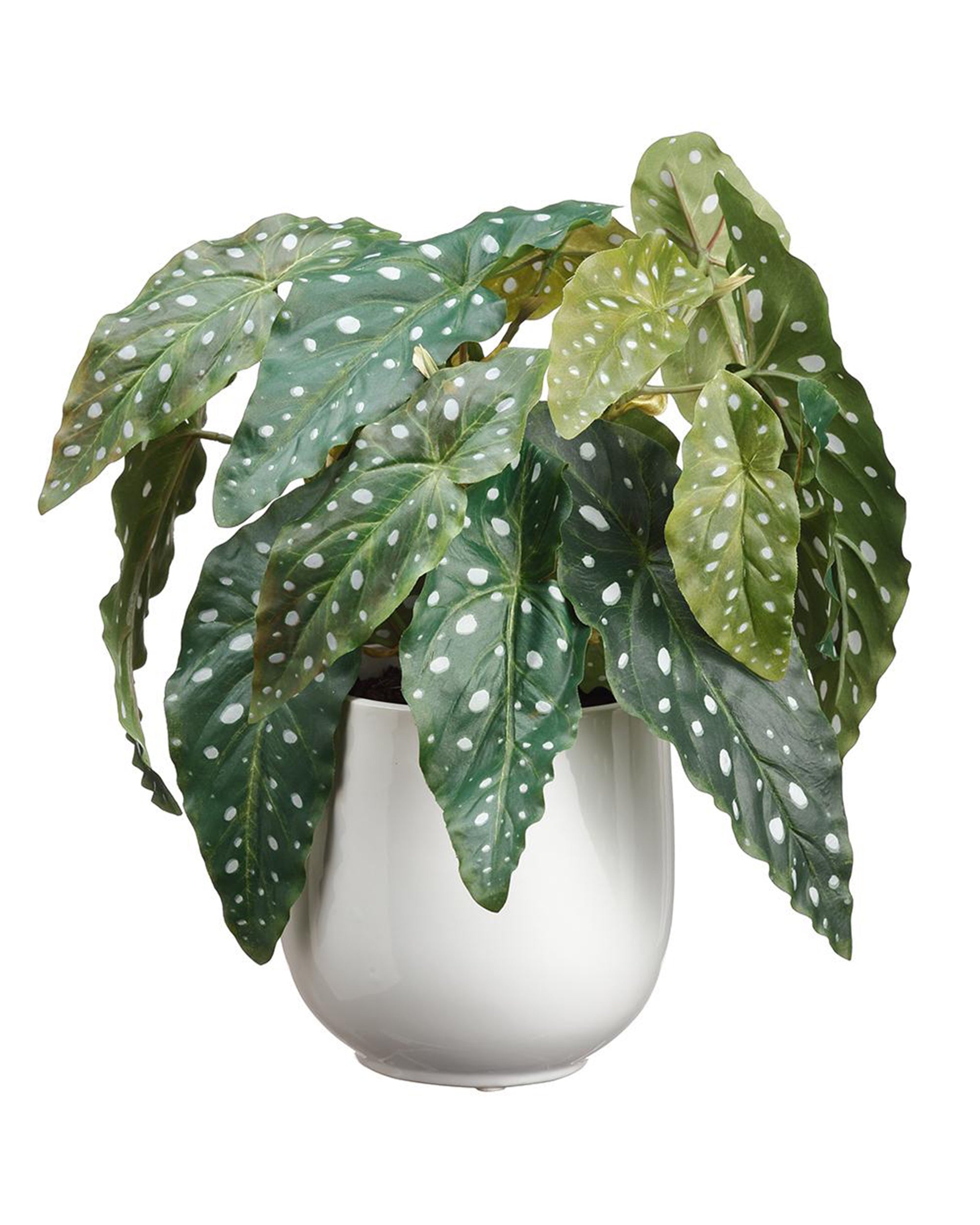 The BEGONIA by AllState Floral And Craft features striking leaves with white polka dots in a white ceramic pot, displayed against a plain white background. Ideal dimensions make it perfect for tabletops or shelves.