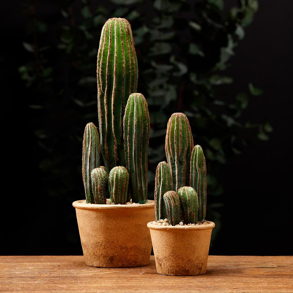 Two AllState Floral And Craft Column Cactus 9.5" plants with tall, ribbed green stems in light brown paper mache pots sit on a wooden surface, ideal as stylish home decor.