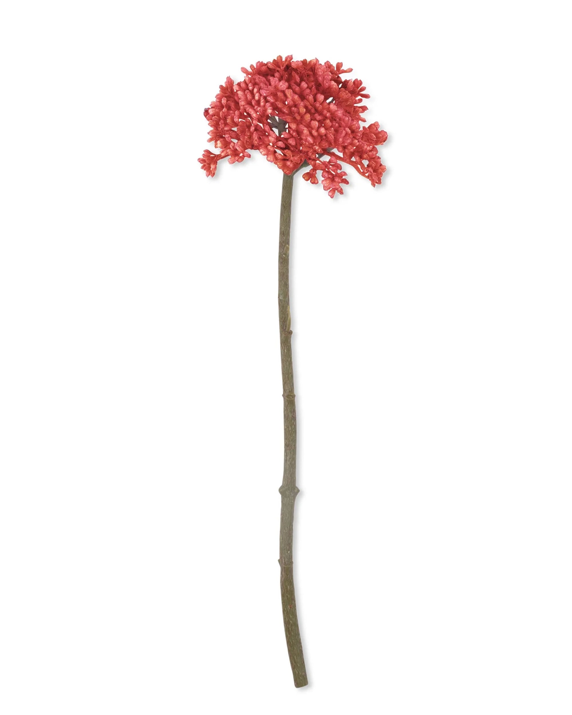 The Abigail Ahern Sedum Coral features a single artificial red flower stem with numerous clustered blossoms and a long, straight greenish-brown stem, reminiscent of meadow flowers, isolated on a white background.