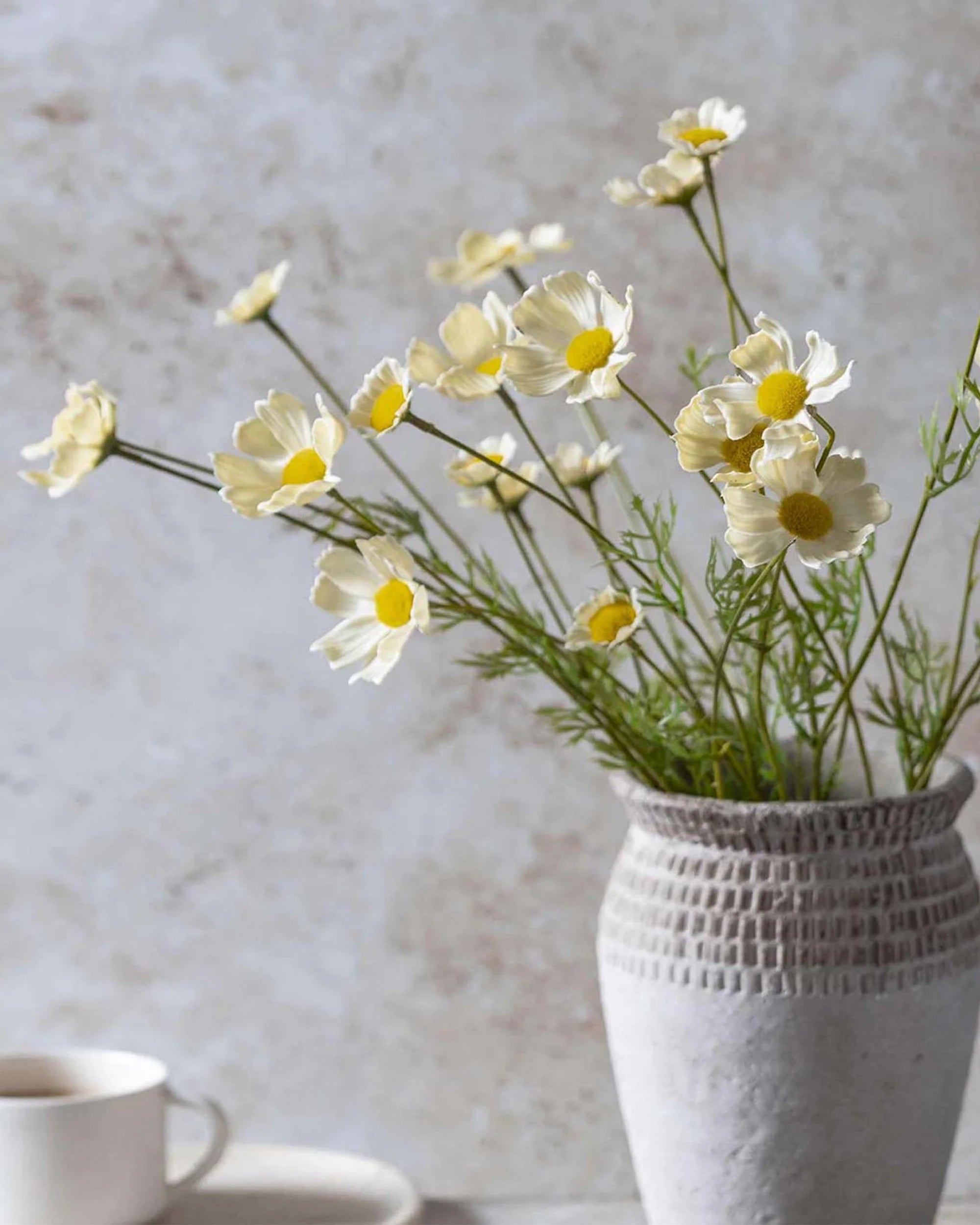 The Abigail Ahern Cosmos Meadow, Buttermilk features butter-hued and white daisies with green stems in a textured white vase, styled against a neutral background with a white cup and saucer partially visible.