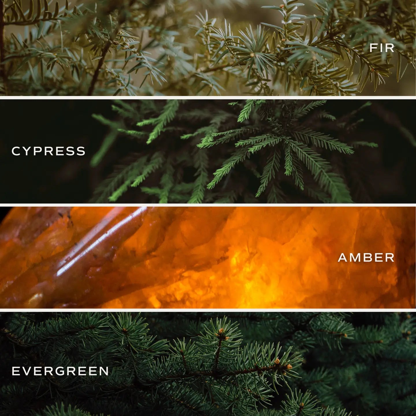 Four sections display close-ups: fir tree branches, cypress foliage, glowing amber resin, and dense evergreens—each inspired by the pure scents of Faire’s Christmas Candle w/ Lid made with premium, non-toxic fragrance oil.