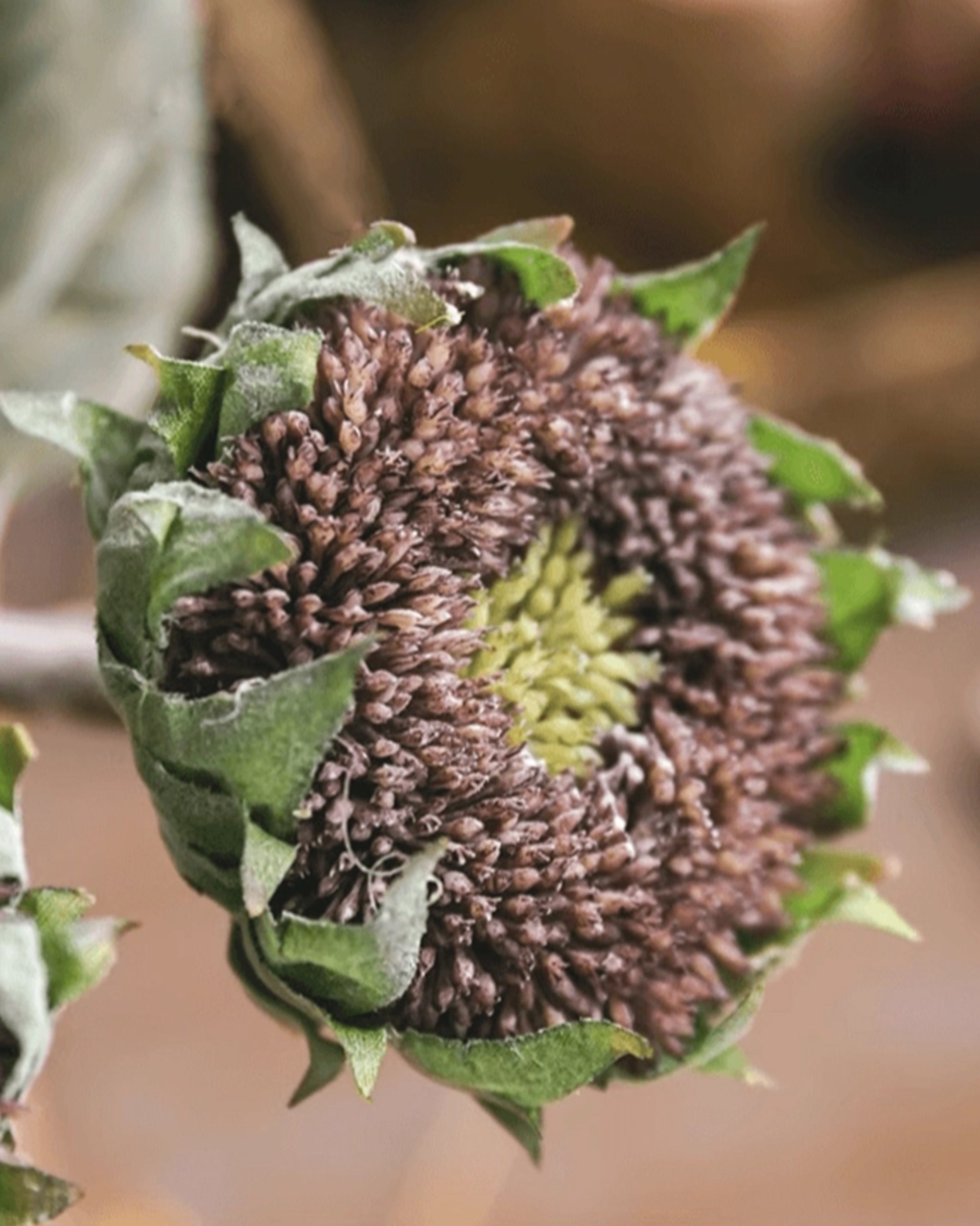 A close-up of Faire's Sunflower Stem Dark Purple shows wilted brown and dark purple petals, green sepals, and a yellow center, with a softly blurred background.