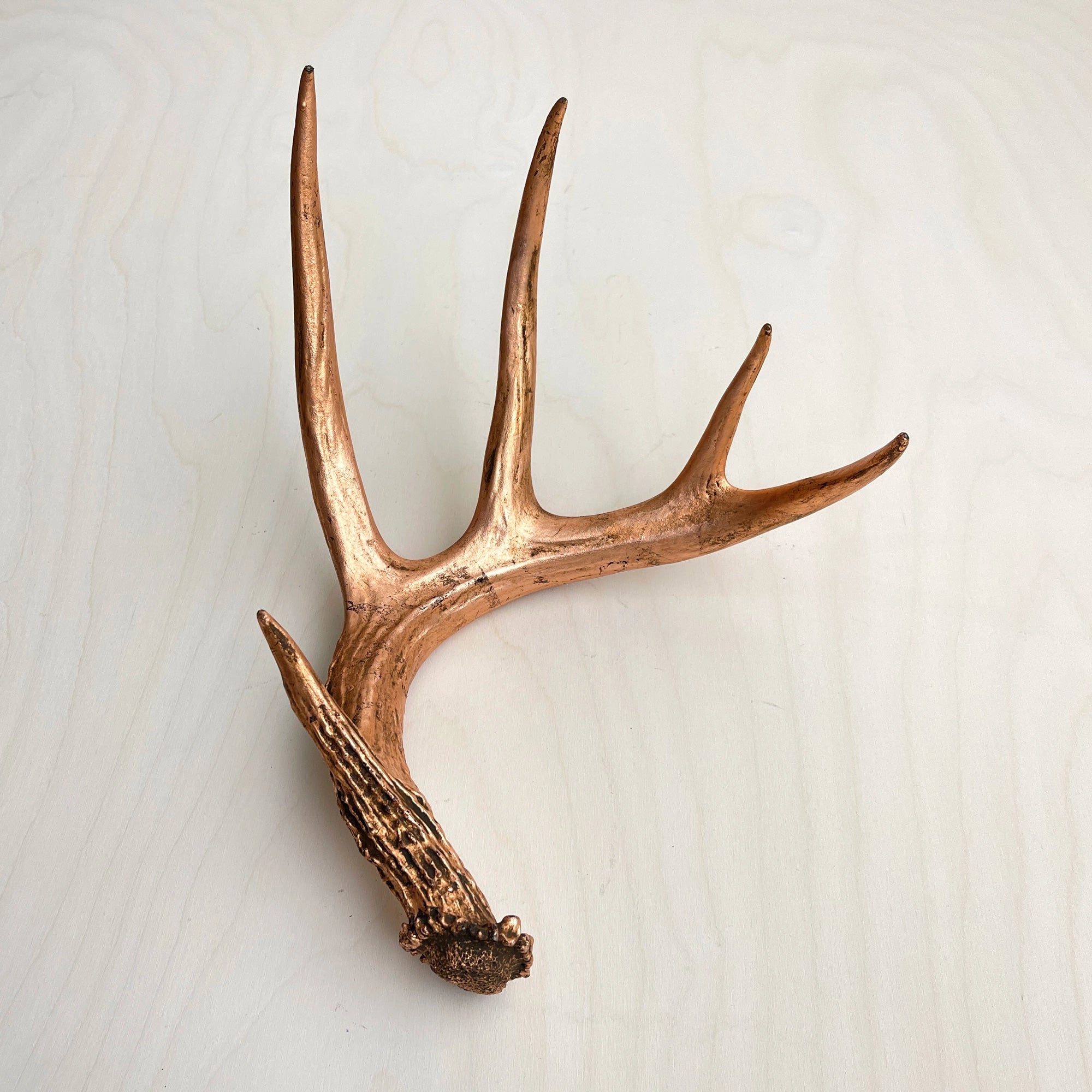 Bronze four-point antler accent on light wood by Faire, ideal for natural decor at Bungalow Furniture &amp; Accessories.