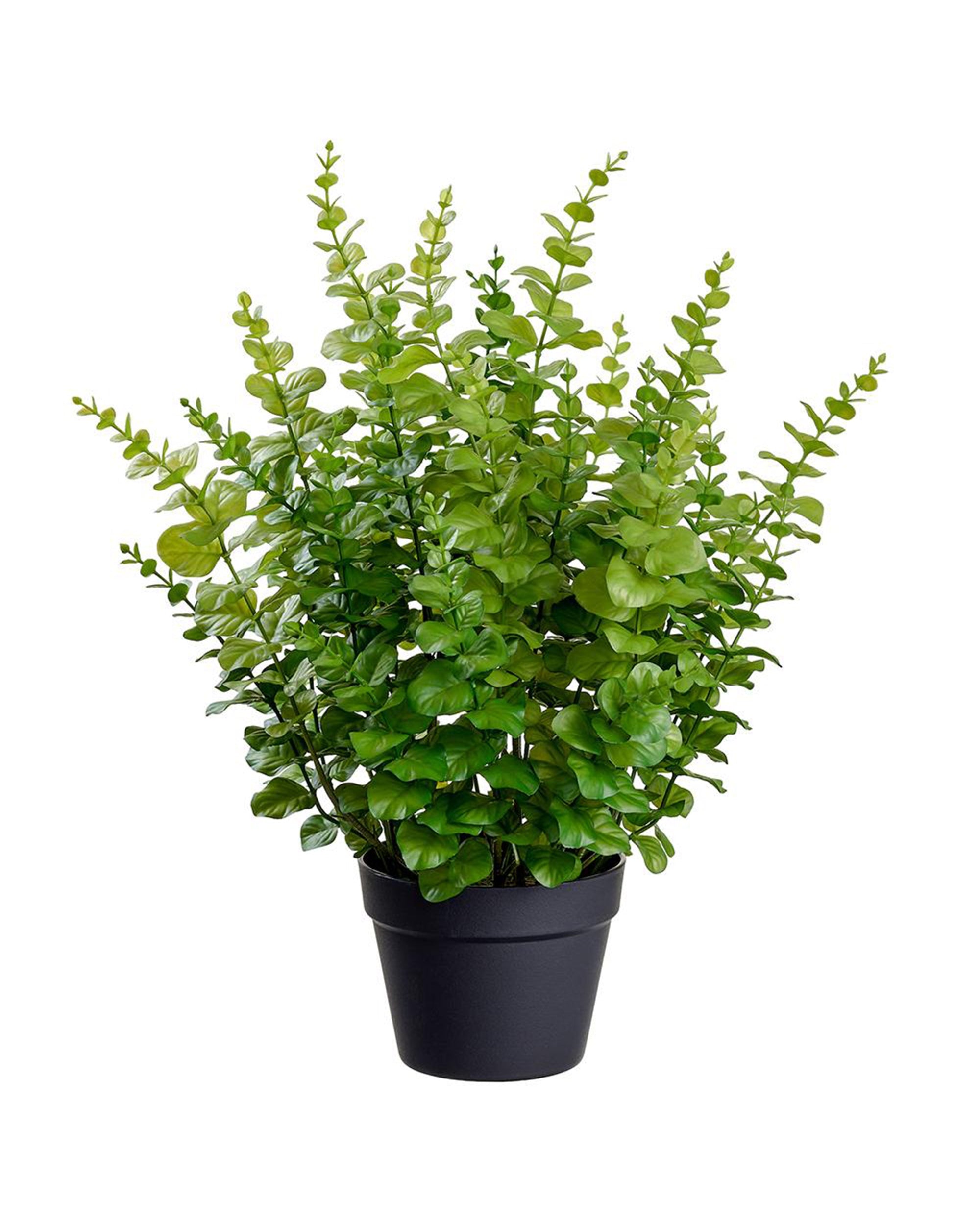 The AllState Floral And Craft EUCALYPTUS is a lush, green potted plant with upright stems and oval leaves, standing 24" tall in a simple plastic pot against a white background.