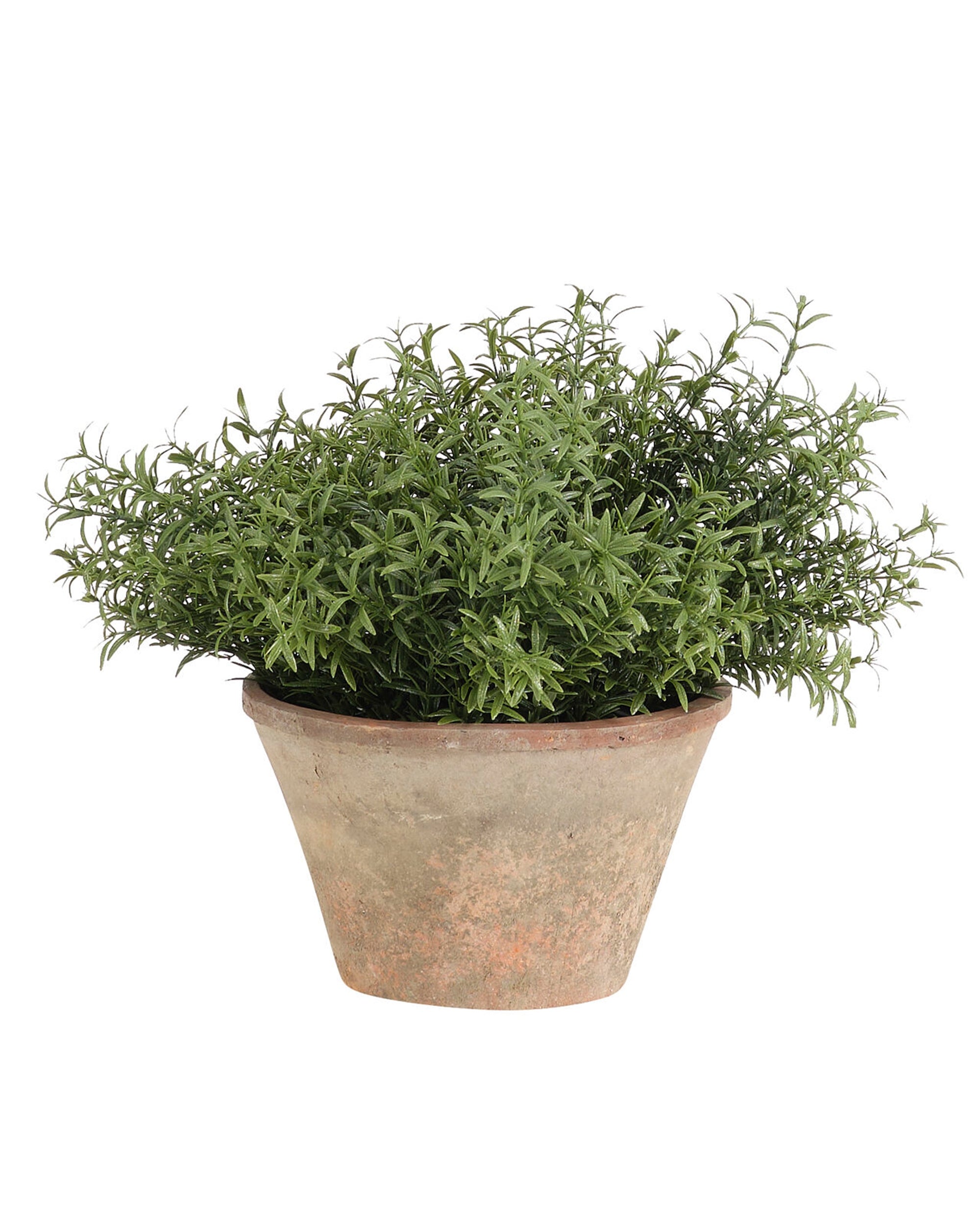 The Rosemary Green Terracota Pot by Natural Decorations Inc. features a dense rosemary plant in a weathered, round terracotta pot, ideal for outdoor settings and showcased against a white background.