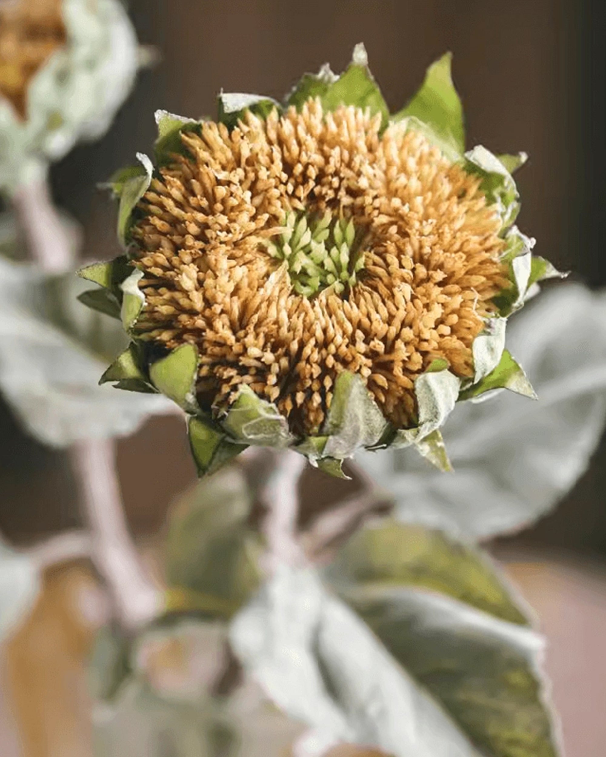 A close-up of Faire's Sunflower Stem Yellow, featuring vibrant yellow petals and brown seeds with green leaves, set against a softly blurred background.