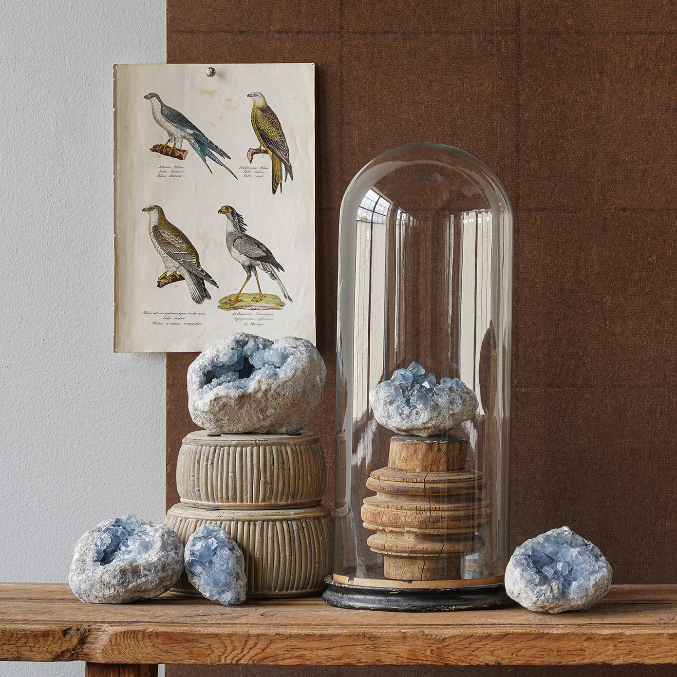Celestite Geodes by Blue Ocean Traders, in vivid blue, are arranged on stacked wood and inside a glass dome on a wood table as shelf decor. Behind them, a vintage bird print is pinned to a brown fabric wall.
