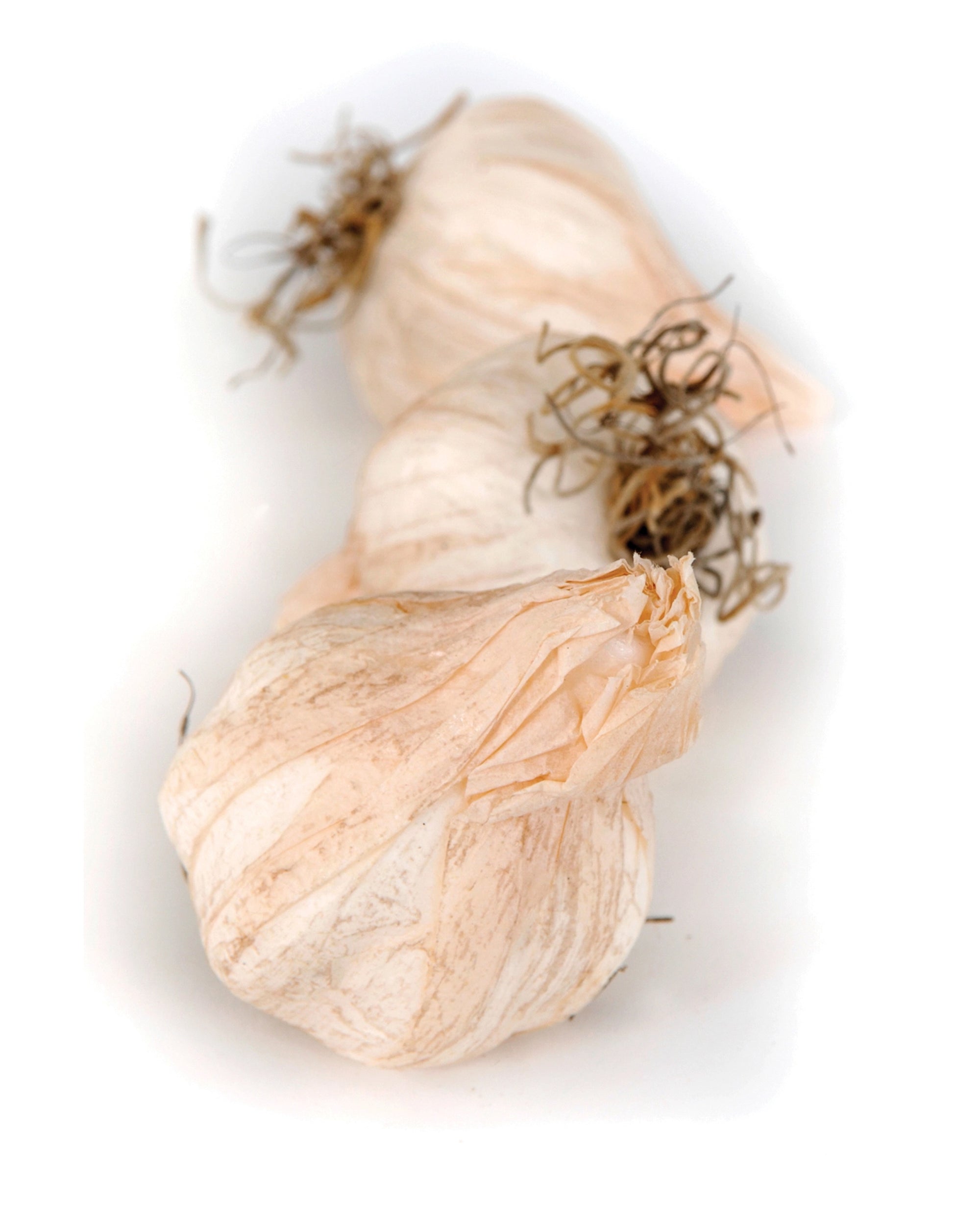 Studio Specialties (Faire) Faux Garlic—two lifelike bulbs with papery white skins and tangled roots—make perfect kitchen decor, shown on a white background.
