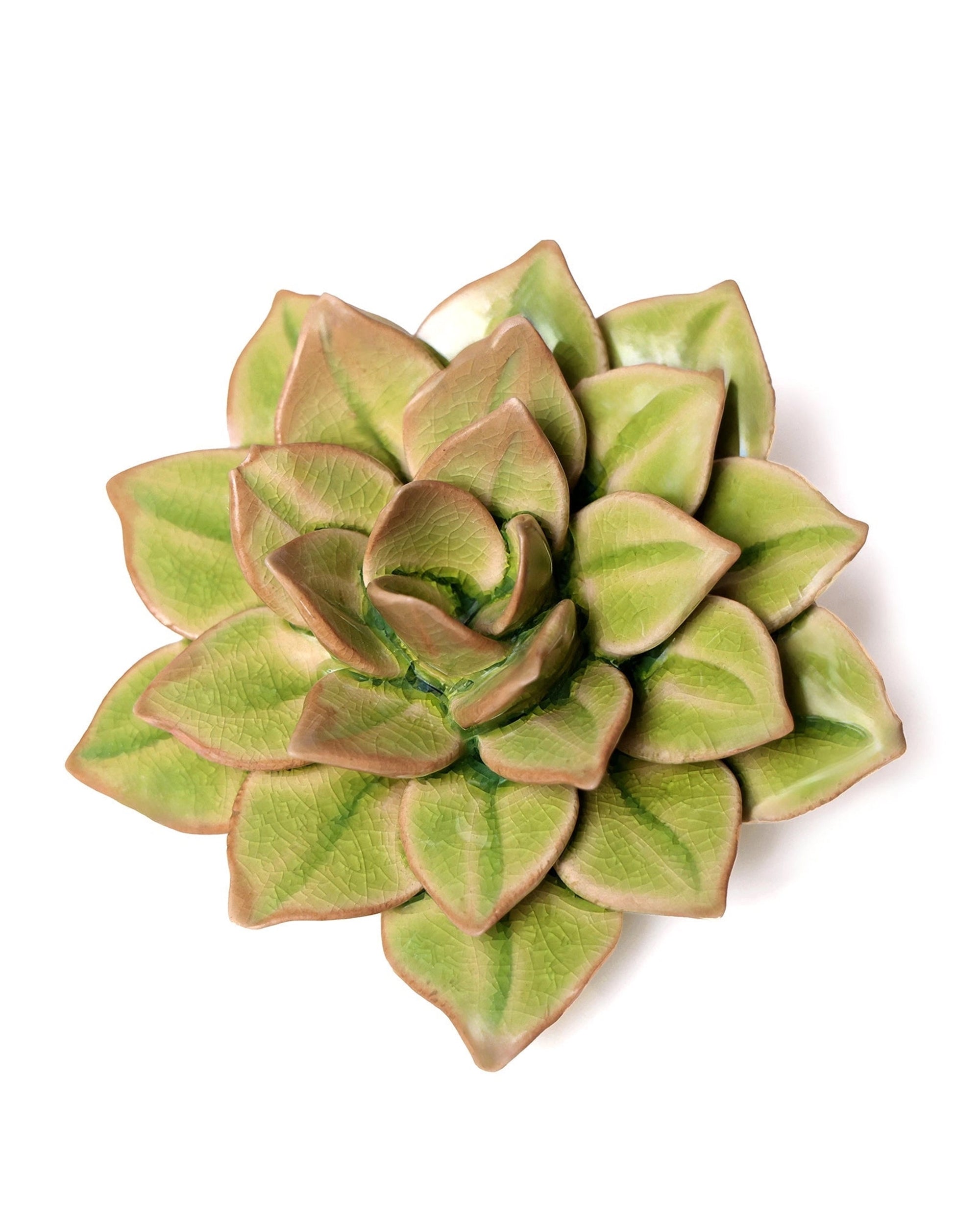 The Green Fairy Echeveria by Chive Ceramics (thru Faire) features thick, pointed green leaves with brownish edges and looks striking against a white background—ideal for pairing with pottery wall decor for a fresh, modern vibe.