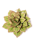 The Green Fairy Echeveria by Chive Ceramics (thru Faire) features thick, pointed green leaves with brownish edges and looks striking against a white background—ideal for pairing with pottery wall decor for a fresh, modern vibe.