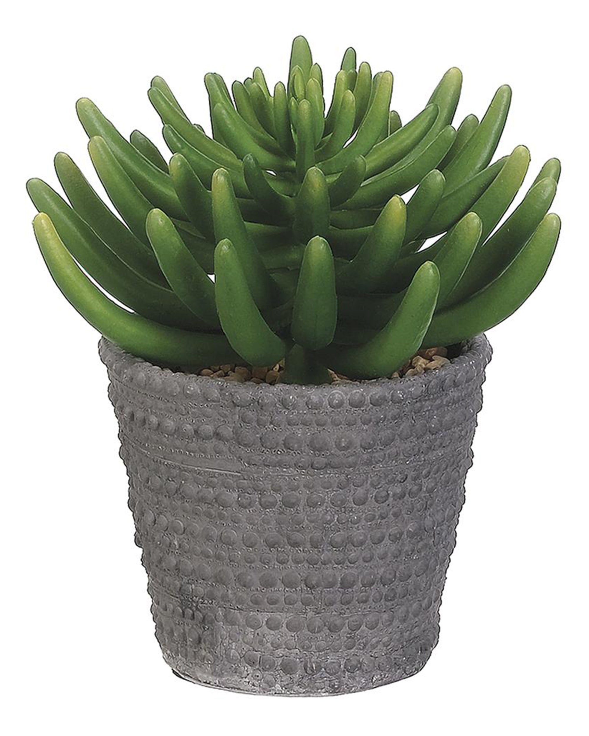 The AllState Floral And Craft Aeonium in Cement Pot features thick, finger-like succulent leaves in a textured cement container with small pebbles, displayed against a white background.