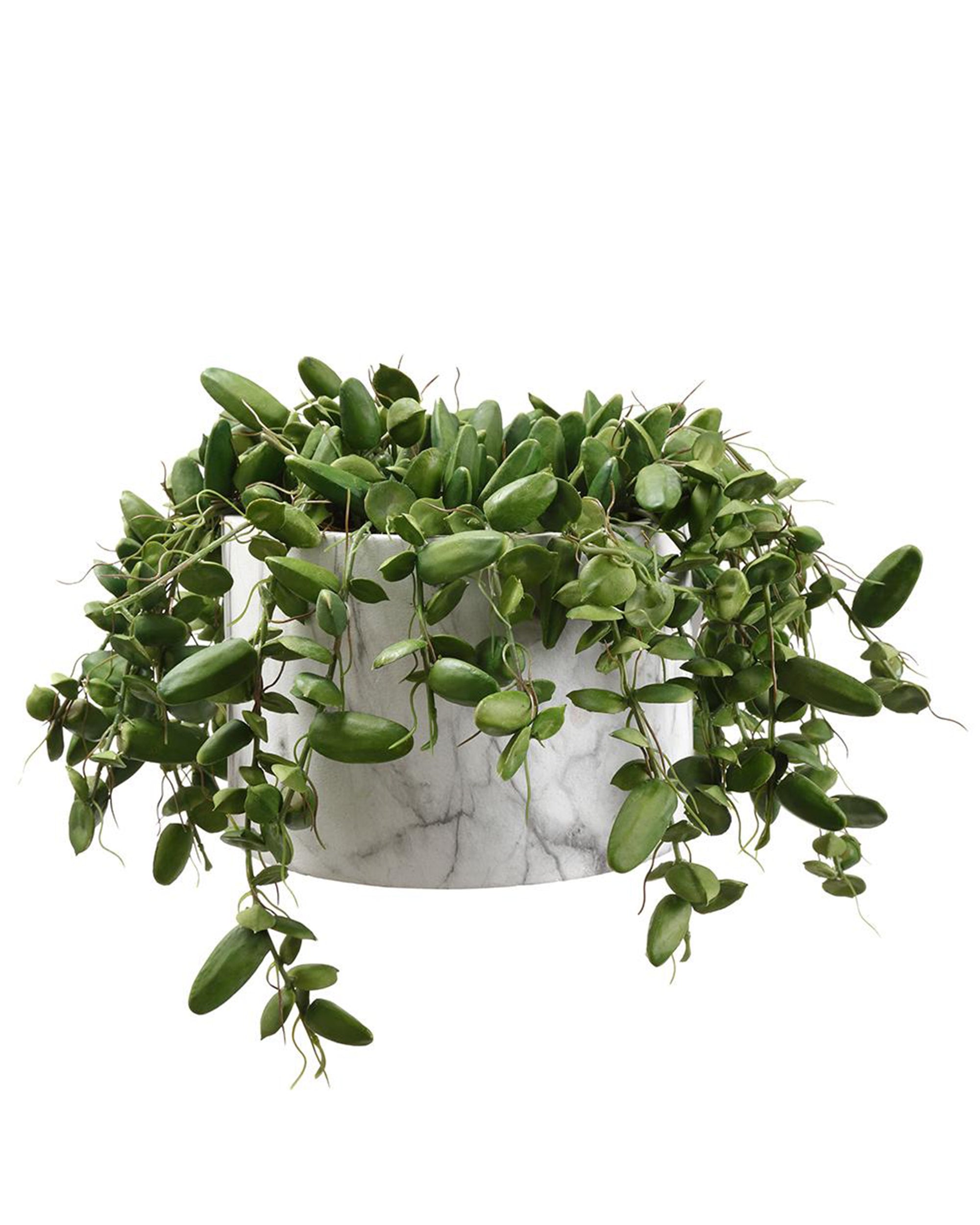 The AllState Floral And Craft Dischidia in a 9" round, marble-patterned pot features trailing oval leaves, elegantly displayed against a white background.