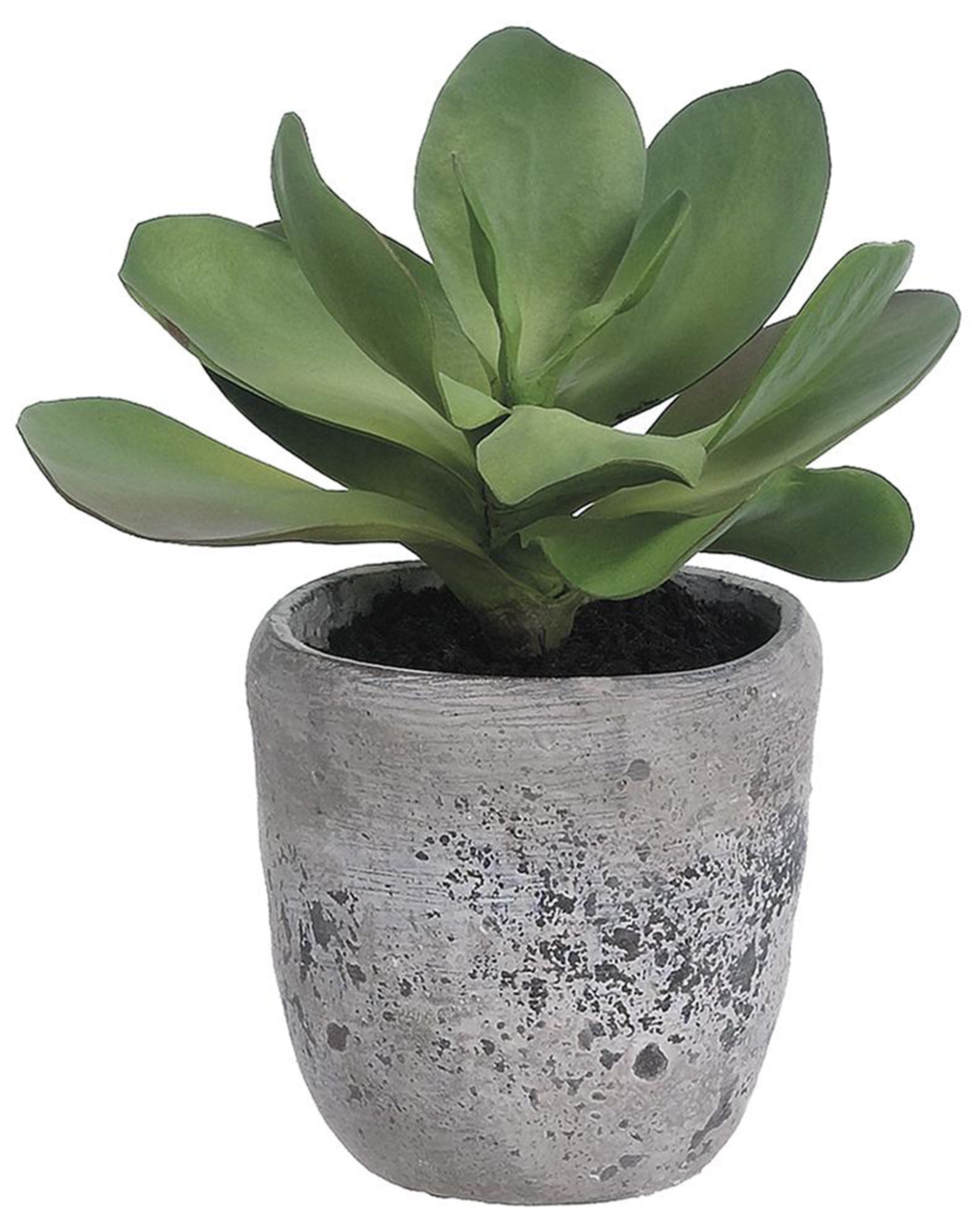 The AllState Floral And Craft Kalanchoe features thick, rounded green leaves and is displayed in a textured gray cement planter filled with dark soil.