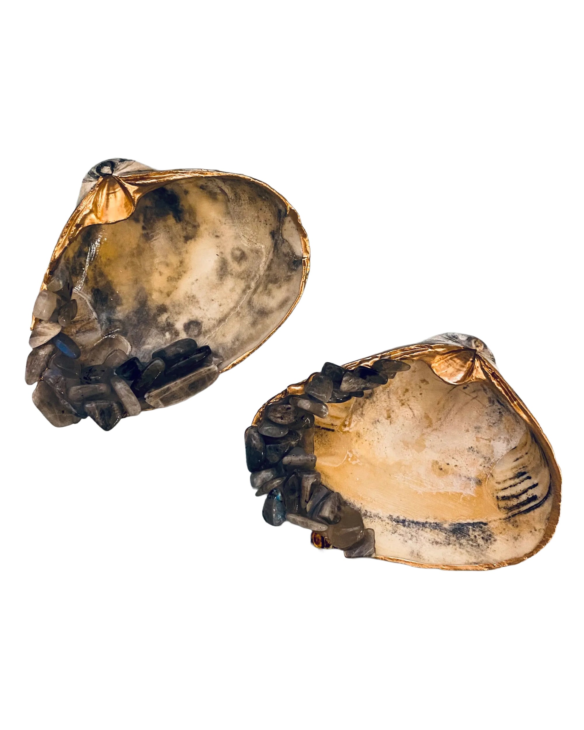 The Faire Labradorite Crystal Shell features two handcrafted, brownish-yellow shells with small dark Labradorite crystals along the inner edges, shown on a white background.