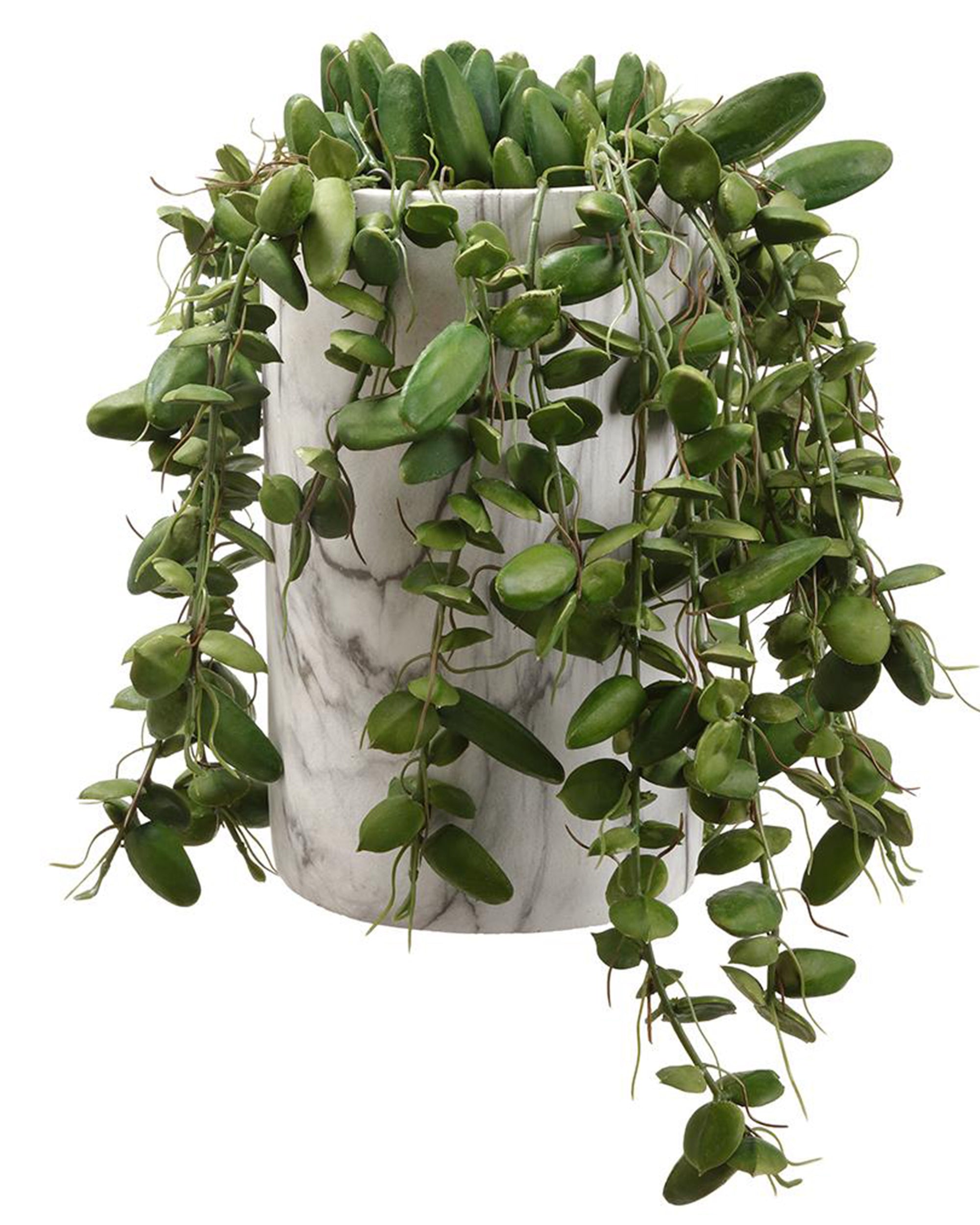 The AllState Floral And Craft Dischidia in a 12" pot features thick, oval leaves that elegantly trail over a white marble-patterned container.