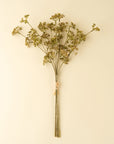 The Meadow Grass Bouquet, Autumn by Indaba features delicate dried brownish-green flowers tied with a light string—ideal faux botanical autumn decor to enhance any space.