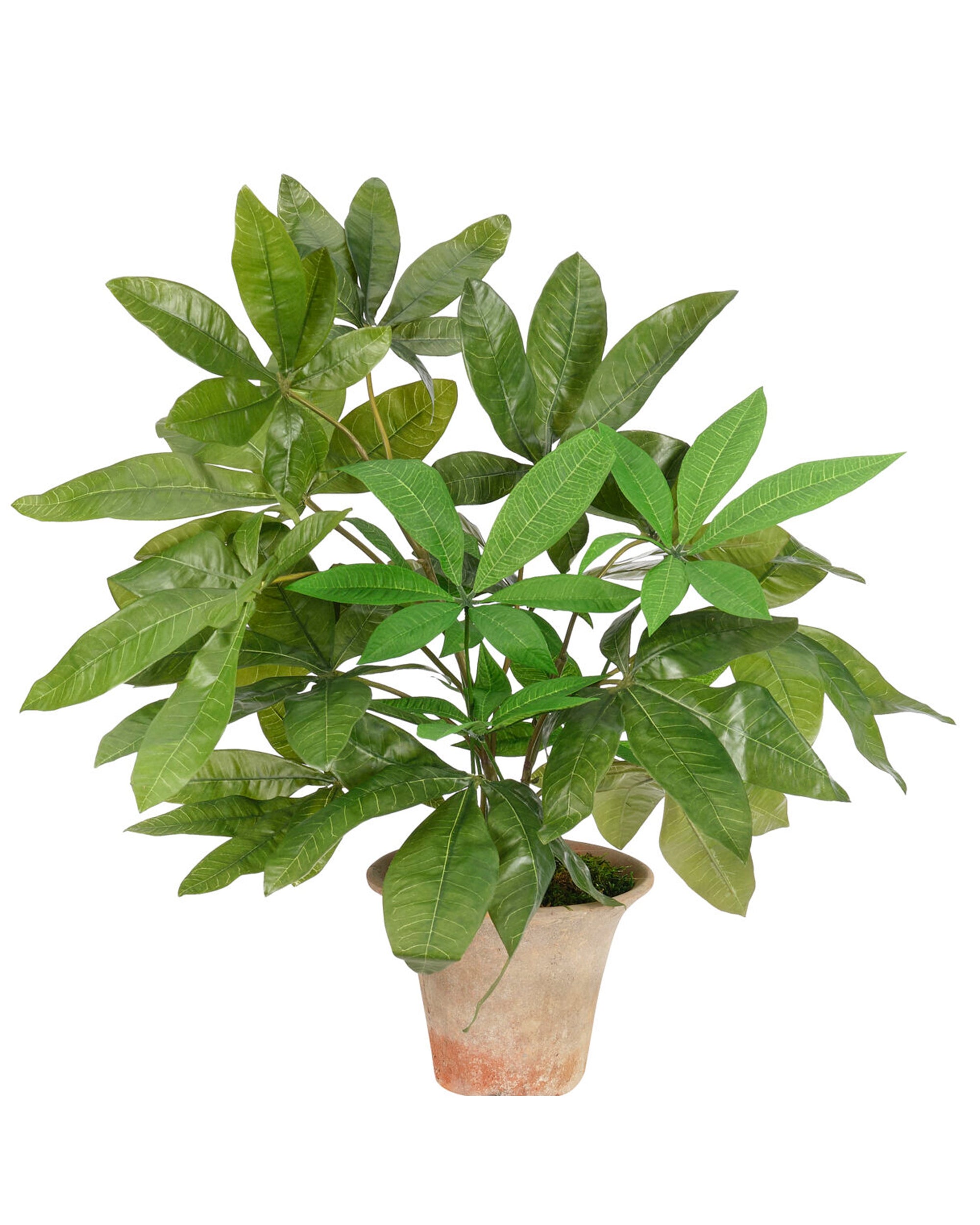 The Money Tree Terra Pot by Natural Decorations Inc. showcases realistic long, narrow leaves in a lifelike faux design and sits in a light brown weathered ceramic pot, adding vibrant decor to any space.