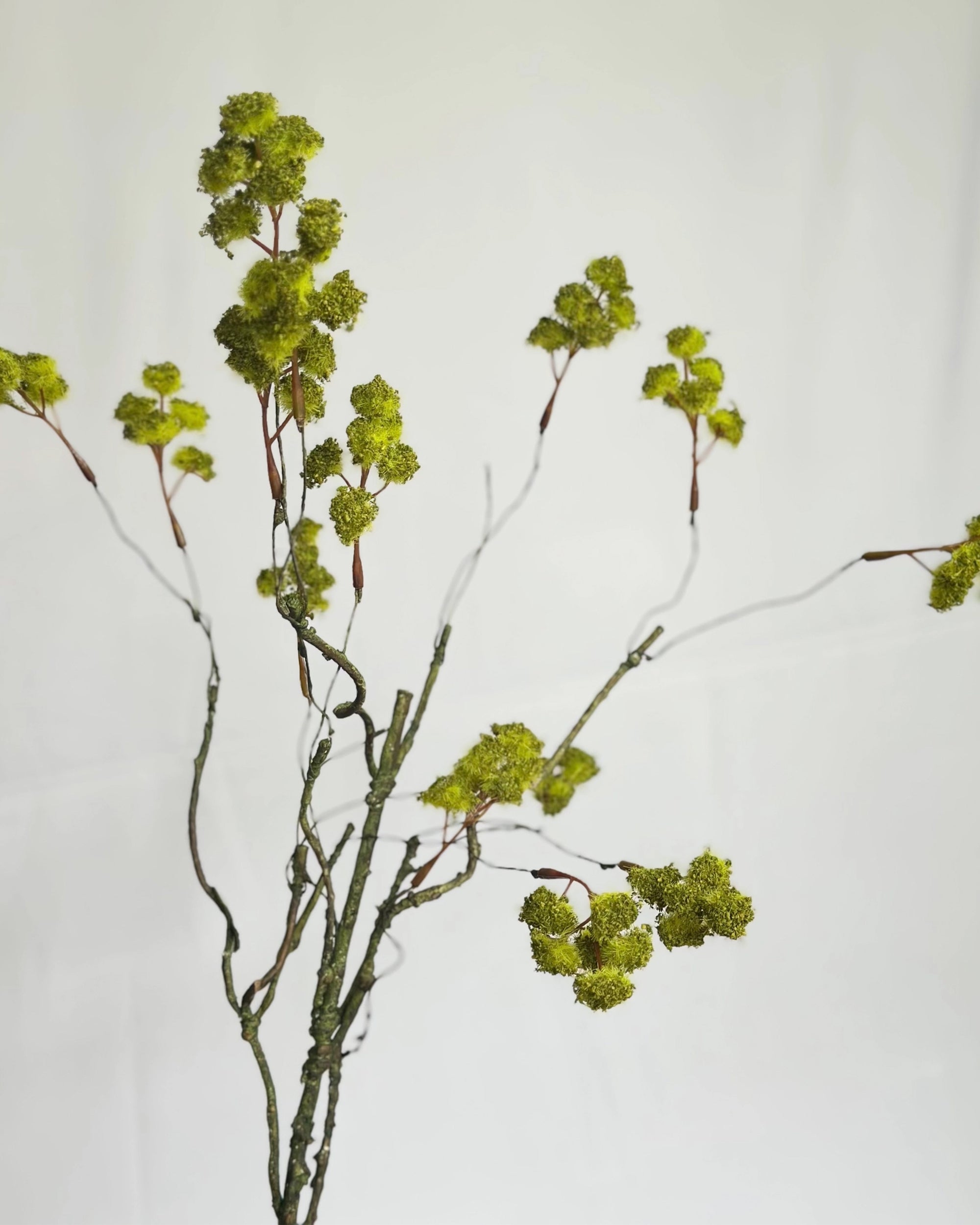 The Faire 23" Irish Moss Spray features delicate green clusters on thin, twisted branches against a white background—a minimalistic touch perfect for adding airy, organic texture to your home decor.