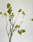 The Faire 23" Irish Moss Spray features delicate green clusters on thin, twisted branches against a white background—a minimalistic touch perfect for adding airy, organic texture to your home decor.
