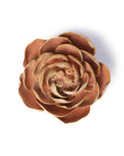 The Peach Pink Peony by Chive Ceramics (thru Faire) is a brownish-pink succulent with rounded, overlapping leaves in a rosette shape—ideal for wall decor or unique wedding centerpieces, shown against a white background.