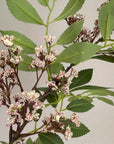 A close-up of Faire’s Pink Sumac Spray features green leaves and clusters of small white and pink flowers on brown stems, highlighting the floral branch against a neutral background.