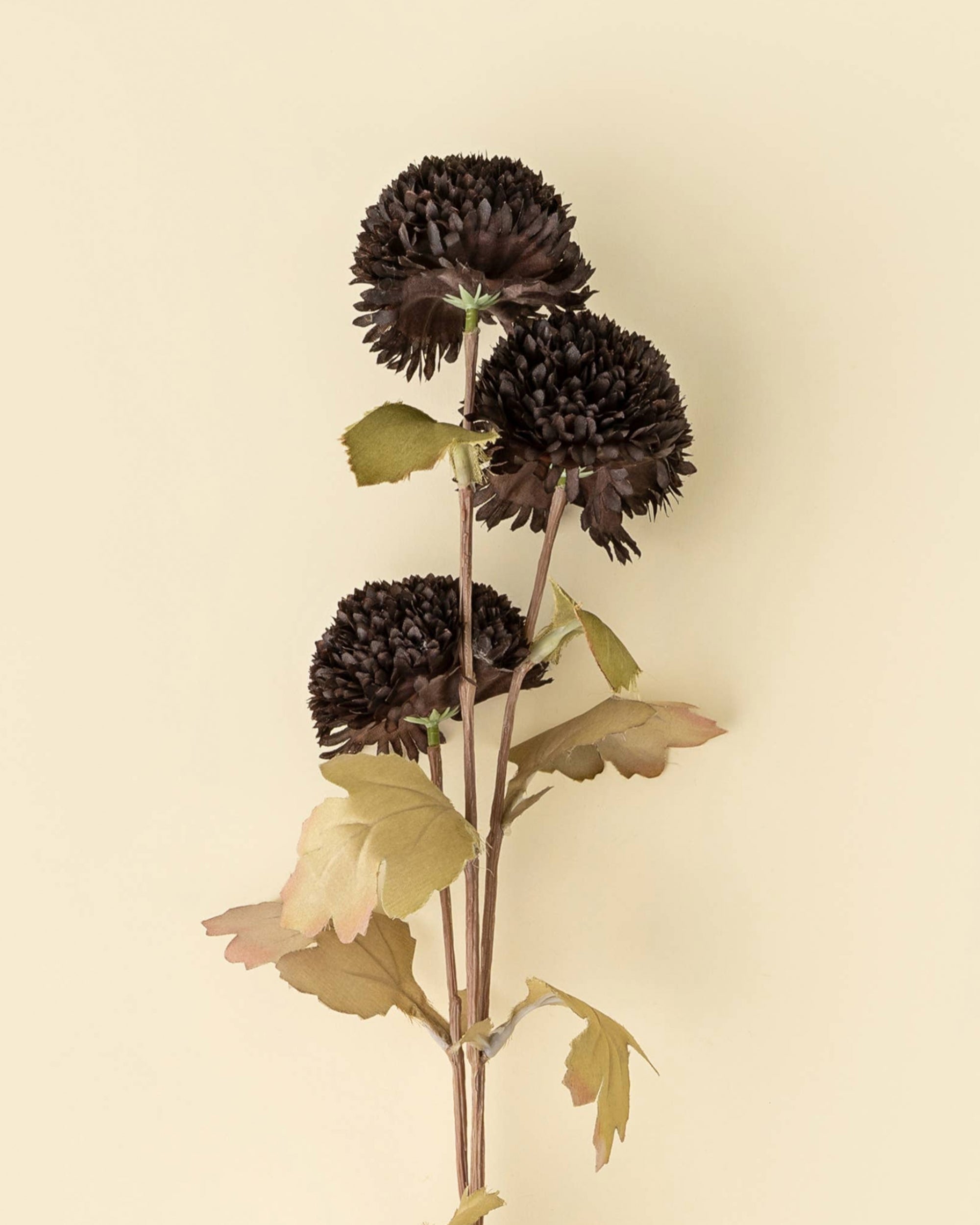 Three dark brown pom pom blooms with greenish-brown leaves on tan stems by Faire, Midnight collection.