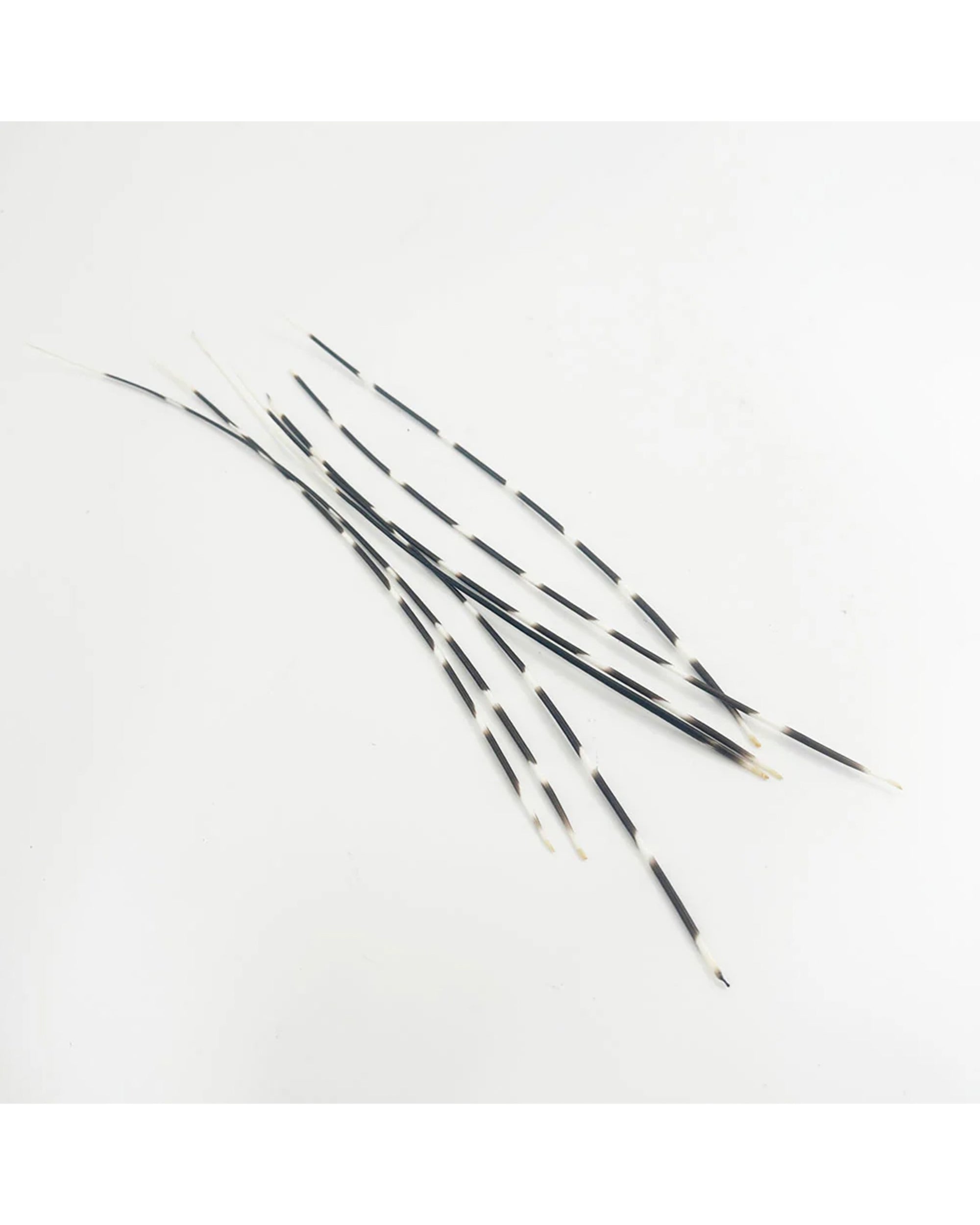 Outpost Original Porcupine Quills: Long, thin African quills with black and white bands are arranged on a white background—perfect for jewelry making or as unique natural craft supplies.