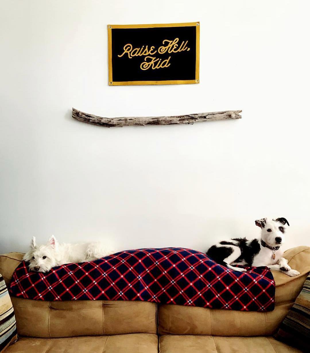 Two small dogs lounge on a tan couch with a red and blue plaid blanket. Above them, an Oxford Pennant "Raise Hell Kid Camp Flag 16x24" and a wooden stick are mounted on the white wall.